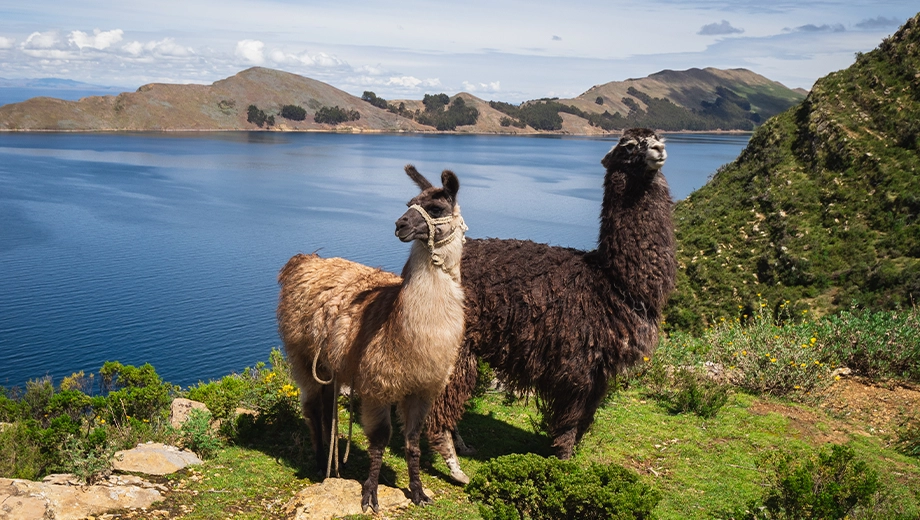 Llamas, Sun Island Llamas, Sun Island