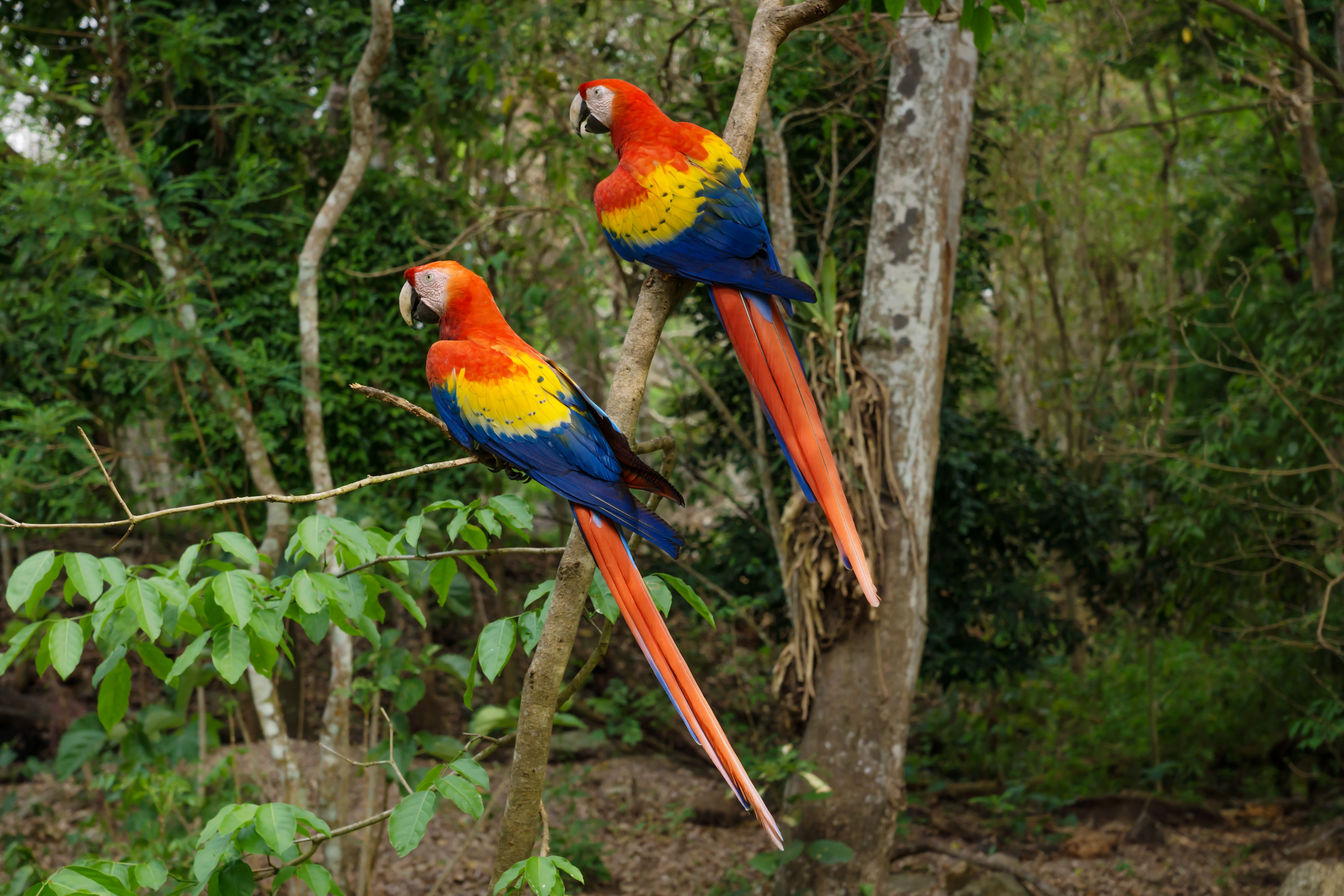 Scarlet Macaw Parrots Aras Siting In The Tree In Copan Ruinas, Honduras, Central America Scarlet Macaw Parrots Aras Siting In The Tree In Copan Ruinas, Honduras, Central America