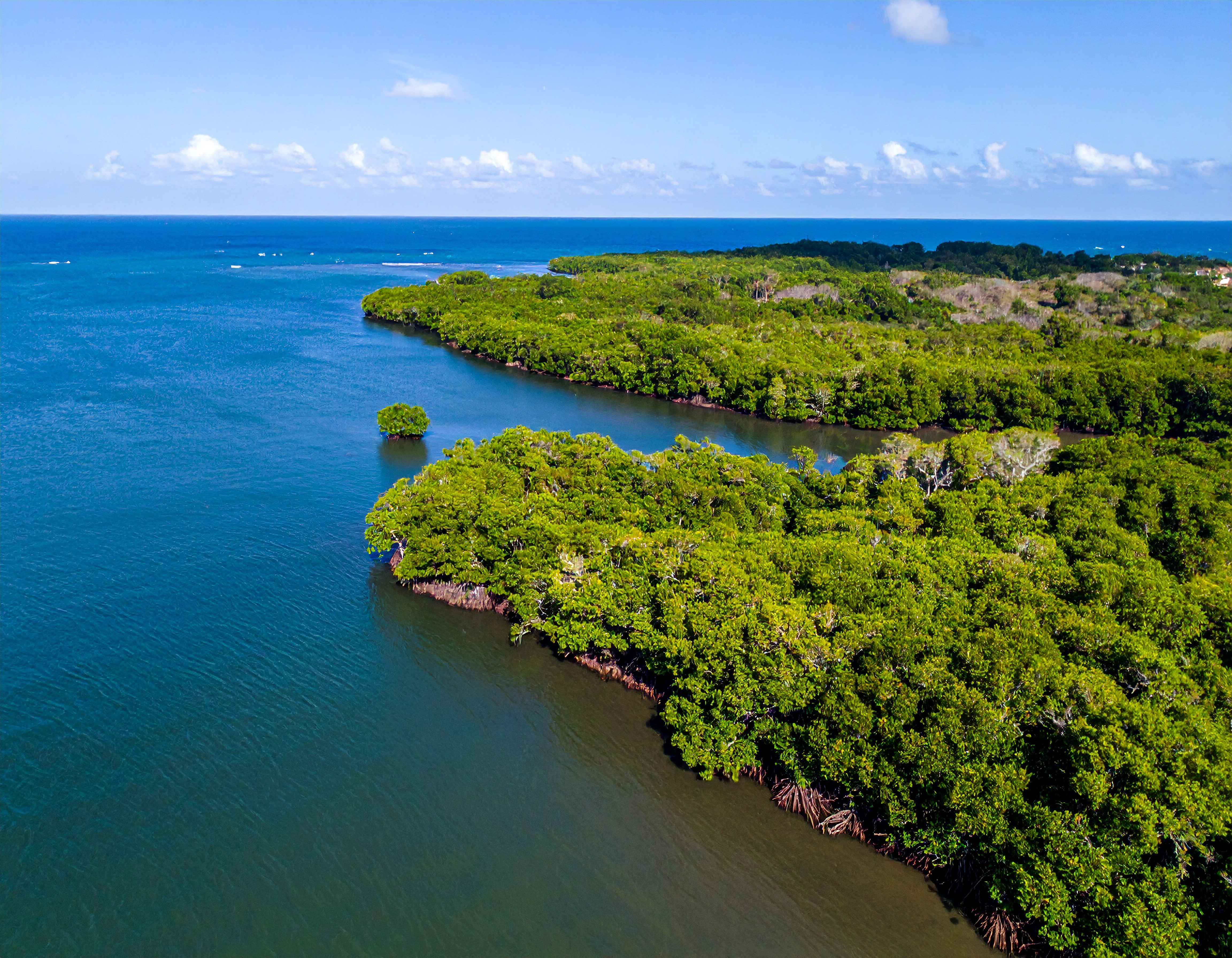 Mangroves And Forest, El Salvador Coastline