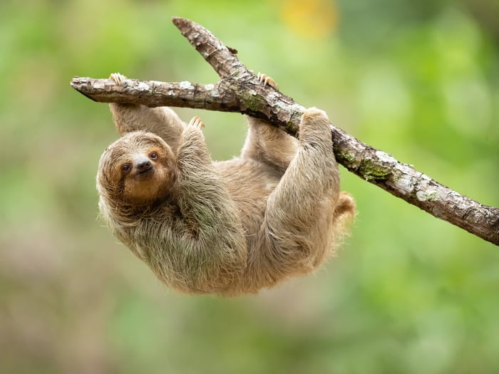 Amazon Rainforest Animals To See On Your Brazil Holiday Amazon Rainforest Animals To See On Your Brazil Holiday