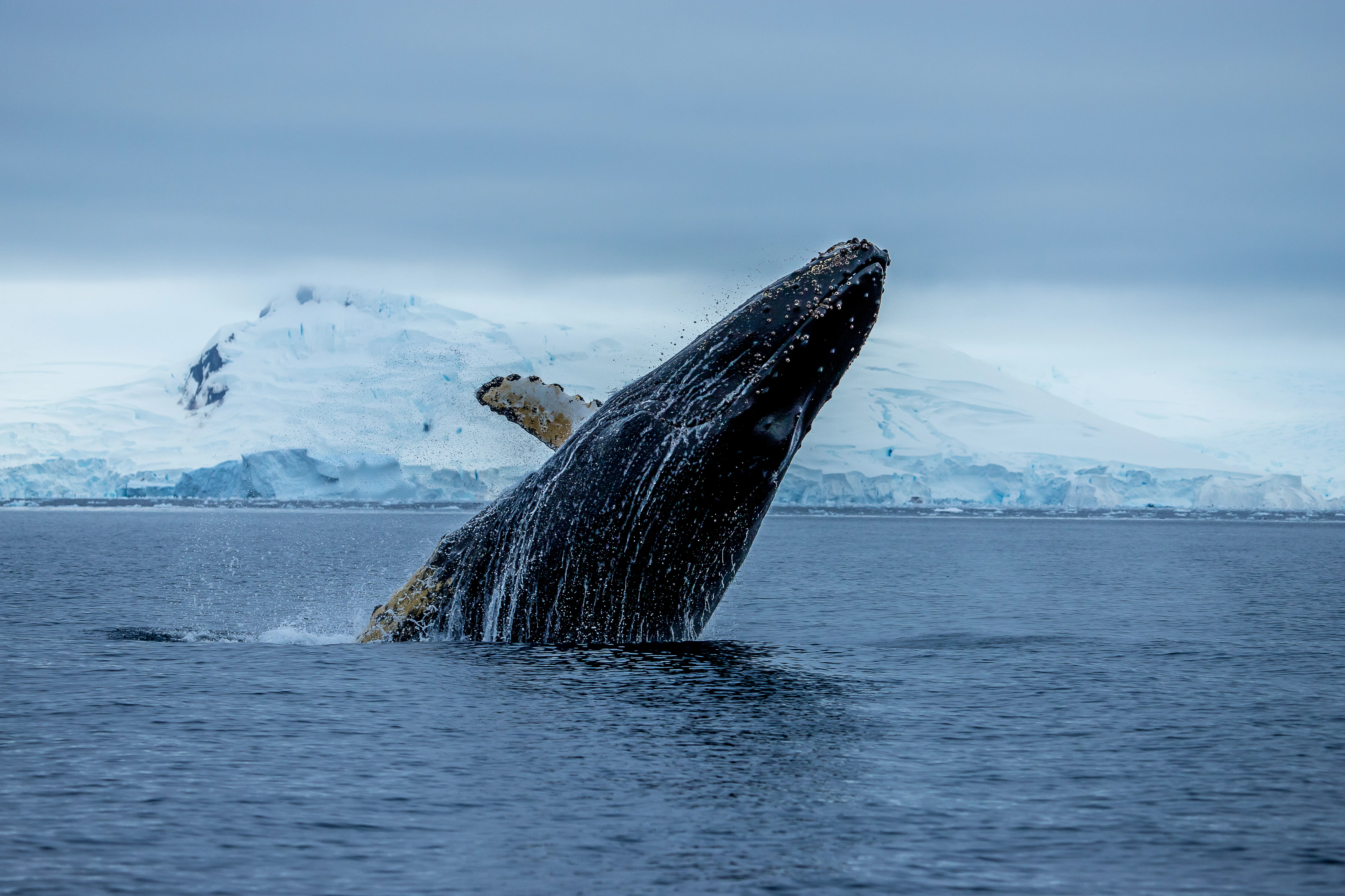 A Breaching Humpback Whale On The Antarctic Peninsula, Antarctica