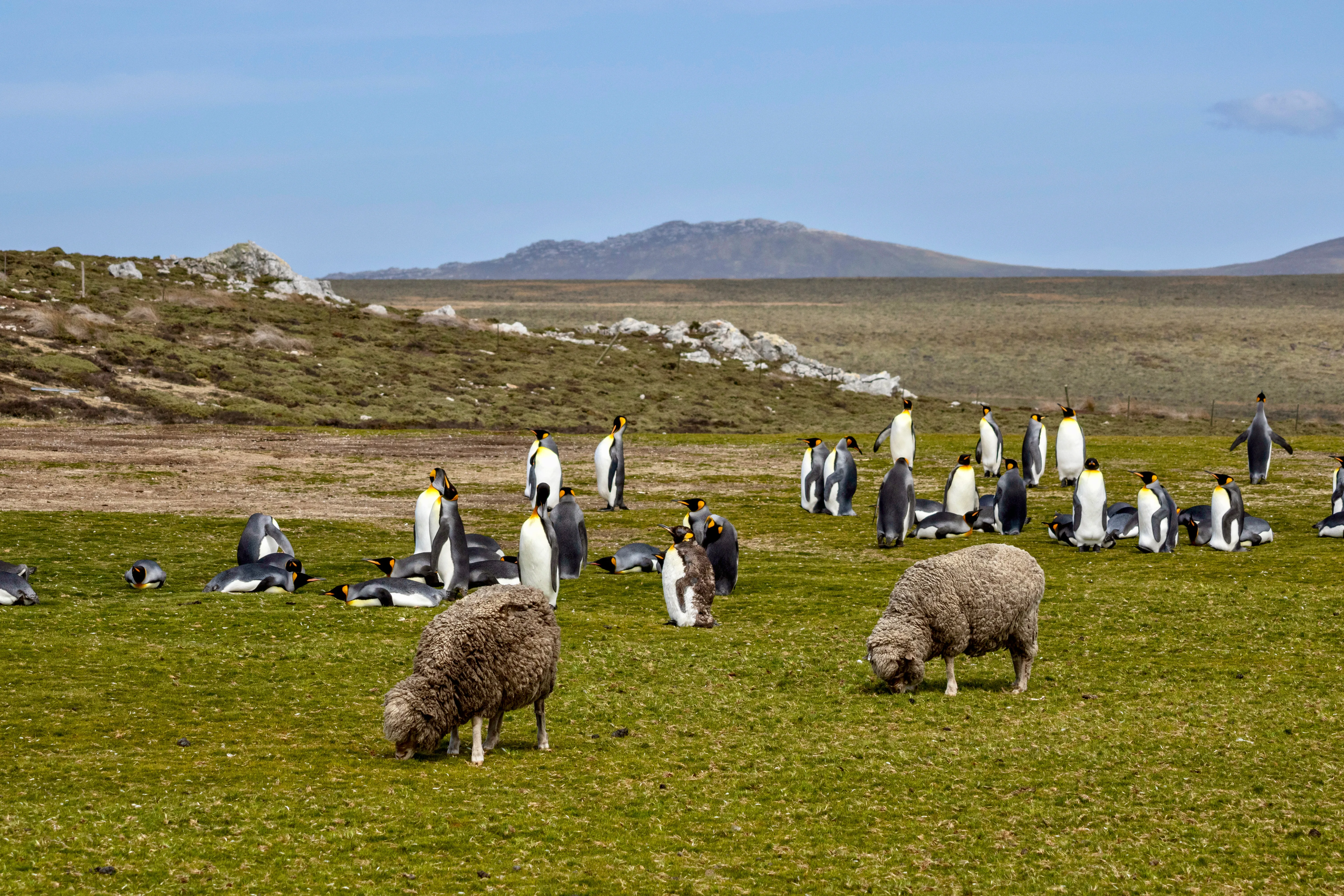 Sheep And King Penguins At Volunteer Point In The Falkland Islands Sheep And King Penguins At Volunteer Point In The Falkland Islands