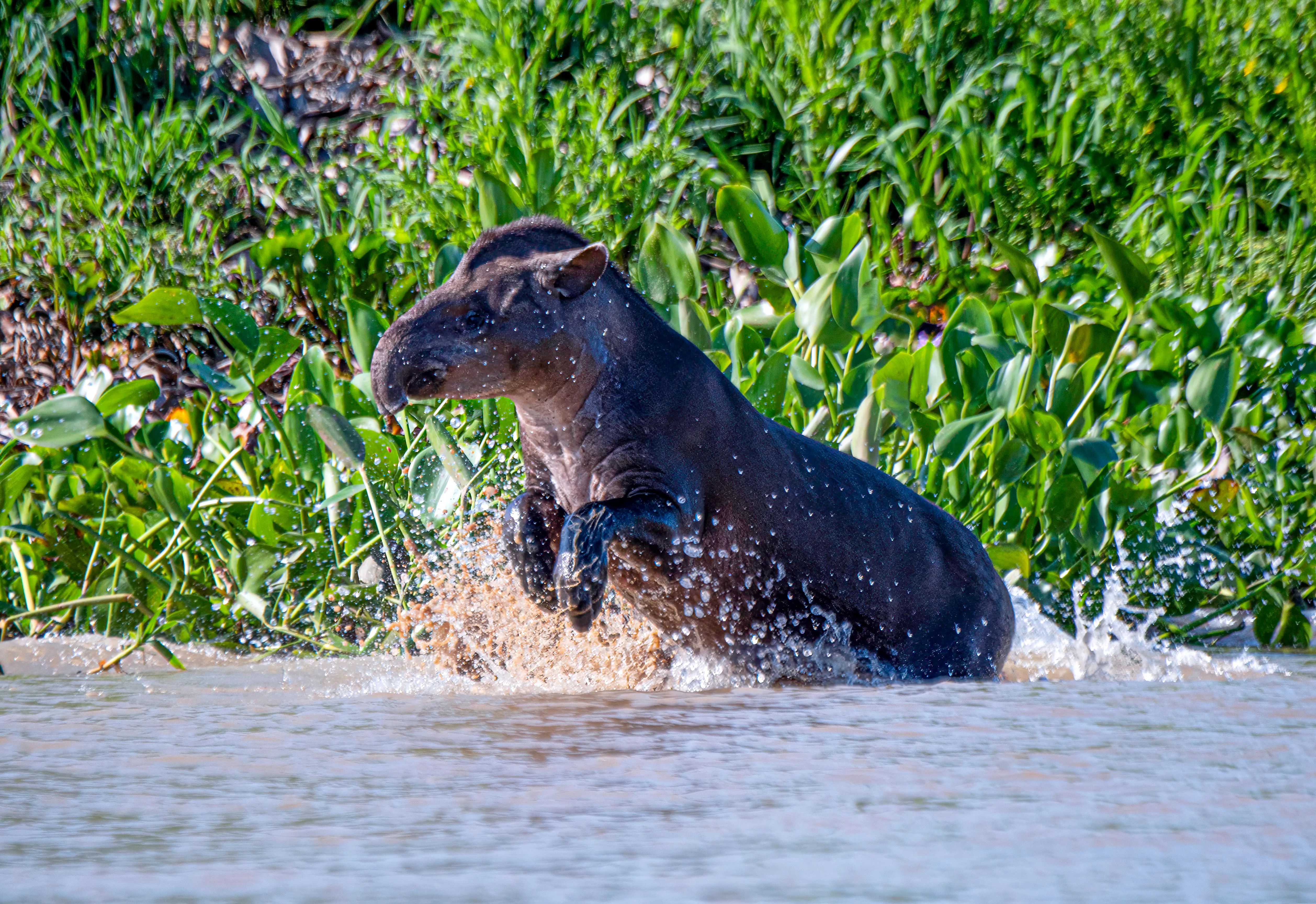 Tapir By Lewis Pantanal, Brazil Tapir By Lewis Pantanal, Brazil