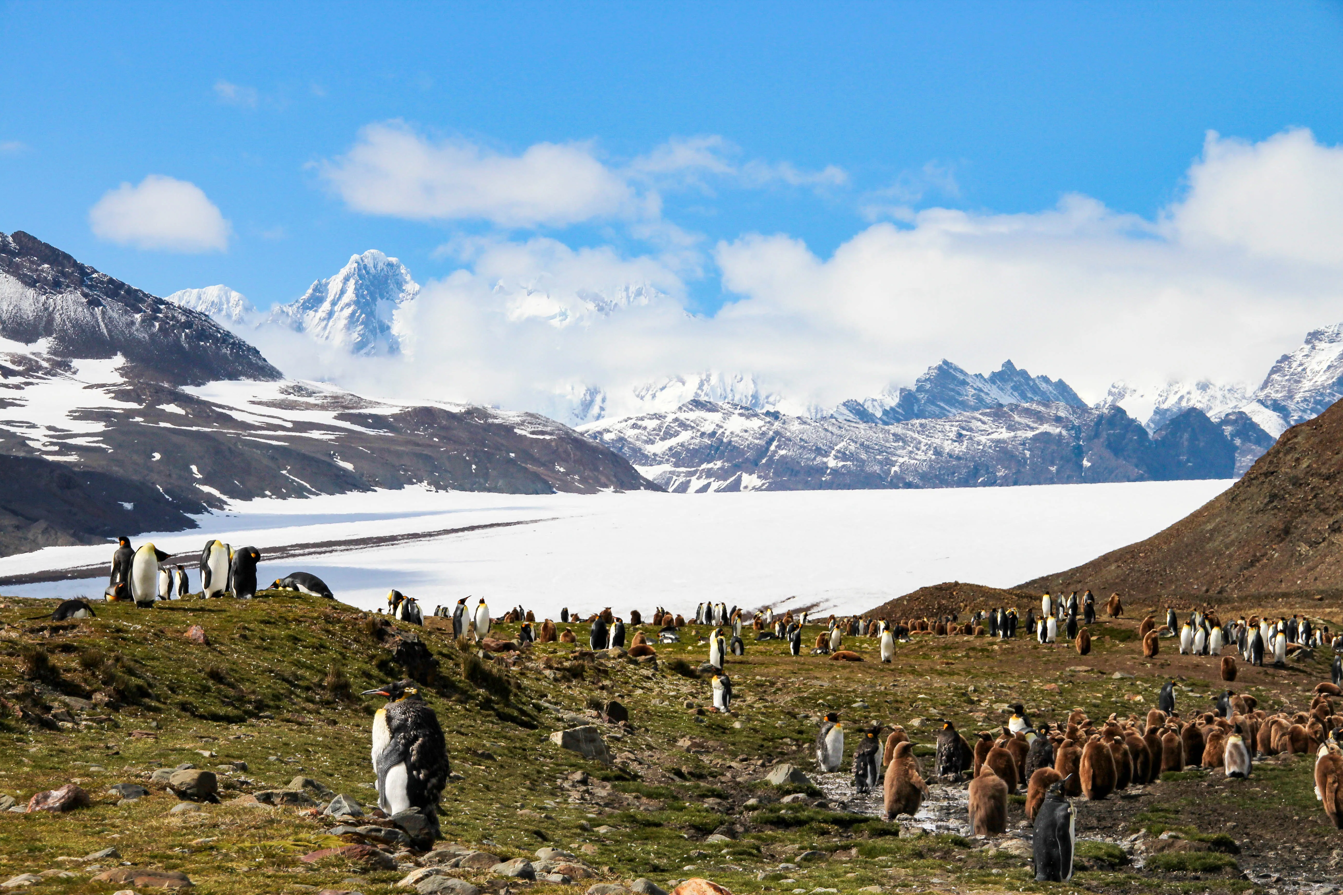 King Penguins In Fortuna Bay, South Georgia