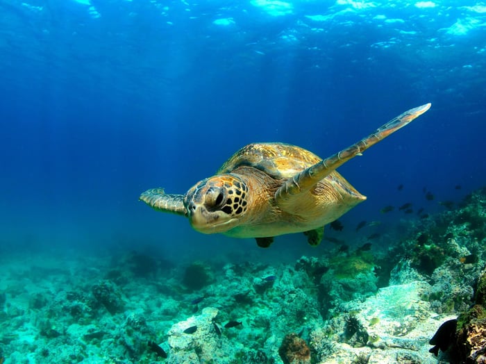 Galapagos Islands Holiday Planning Guide