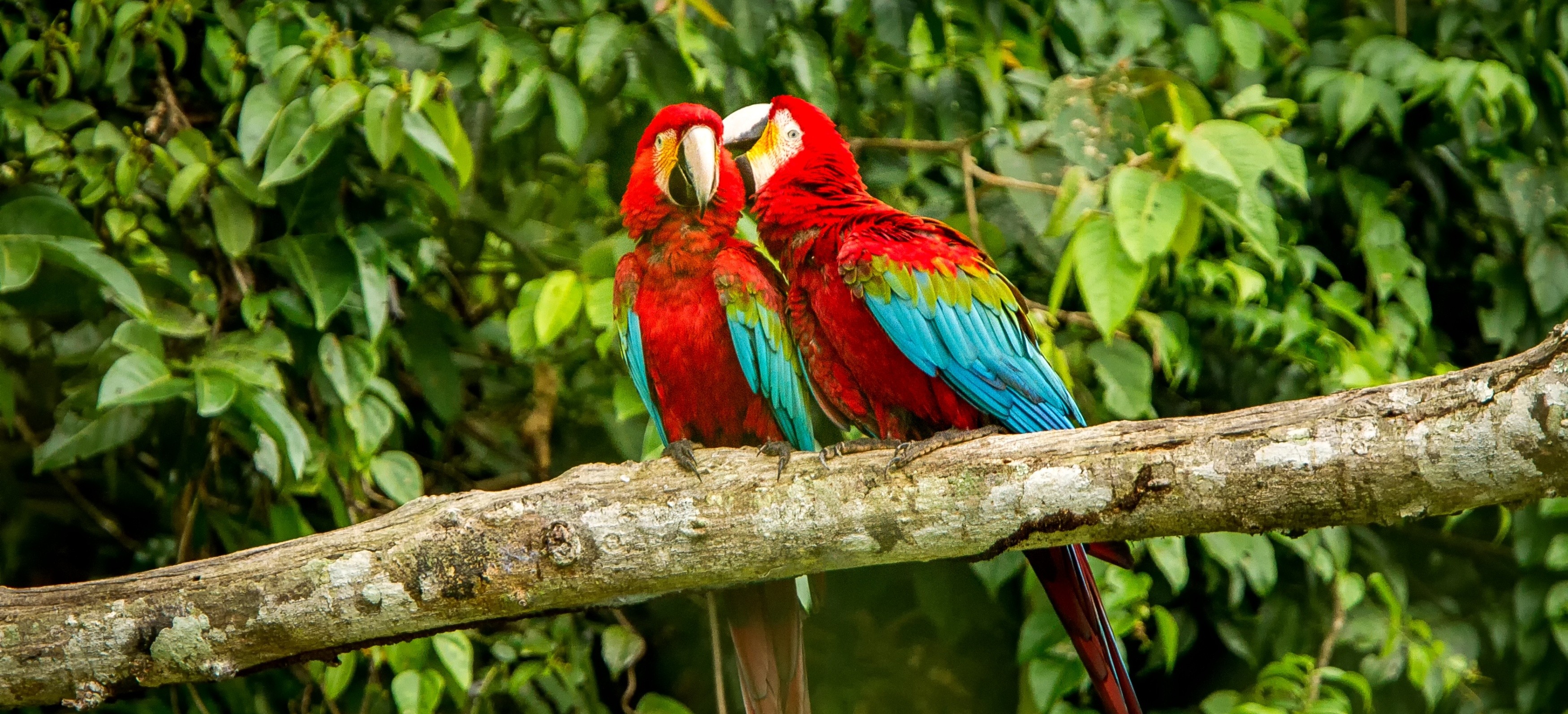 Macaws, Brazil, Amazon Rainforest HERO BANNER