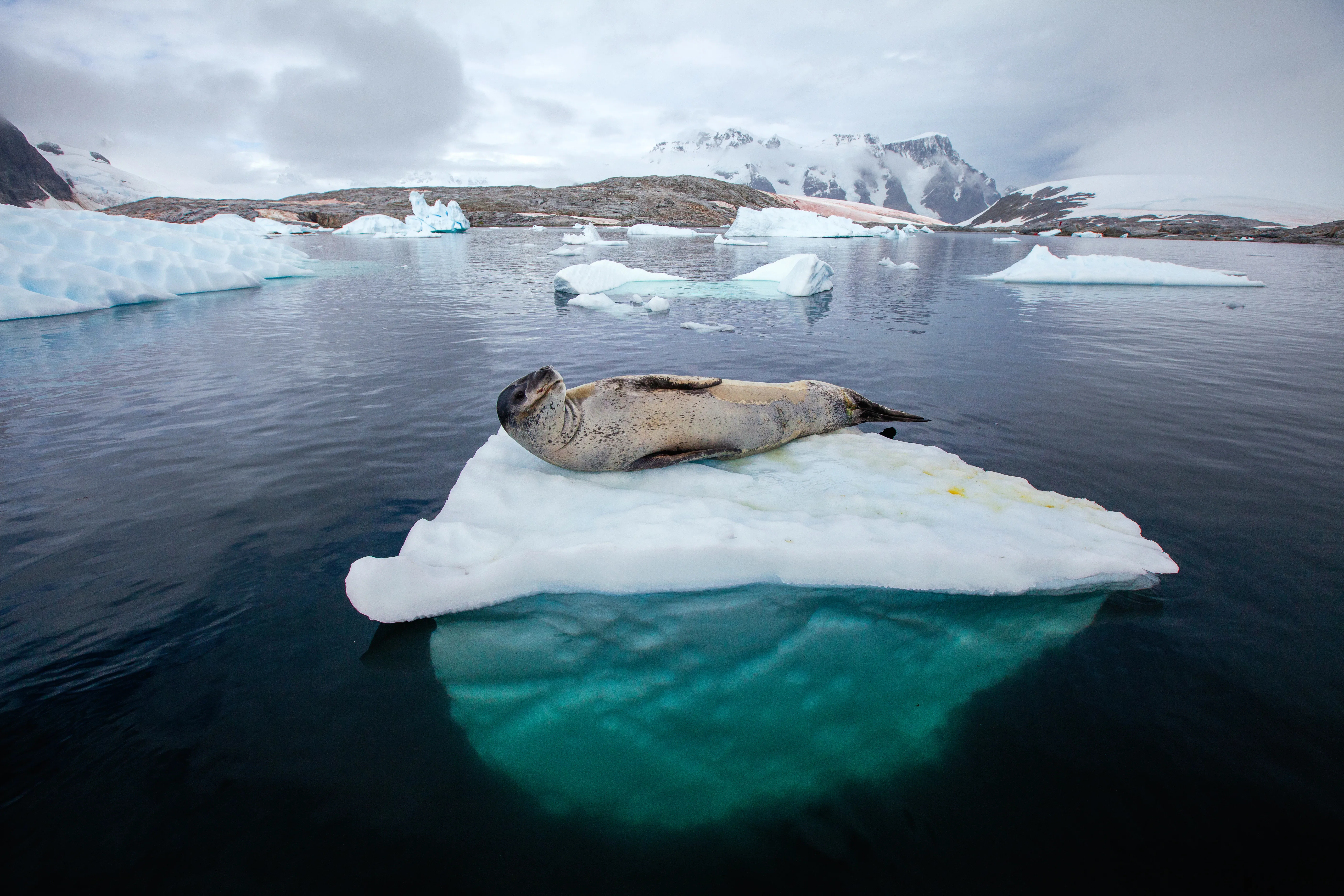 Wildlife In Antarctica, Leopard Seal Resting On Iceberg In Antarctica