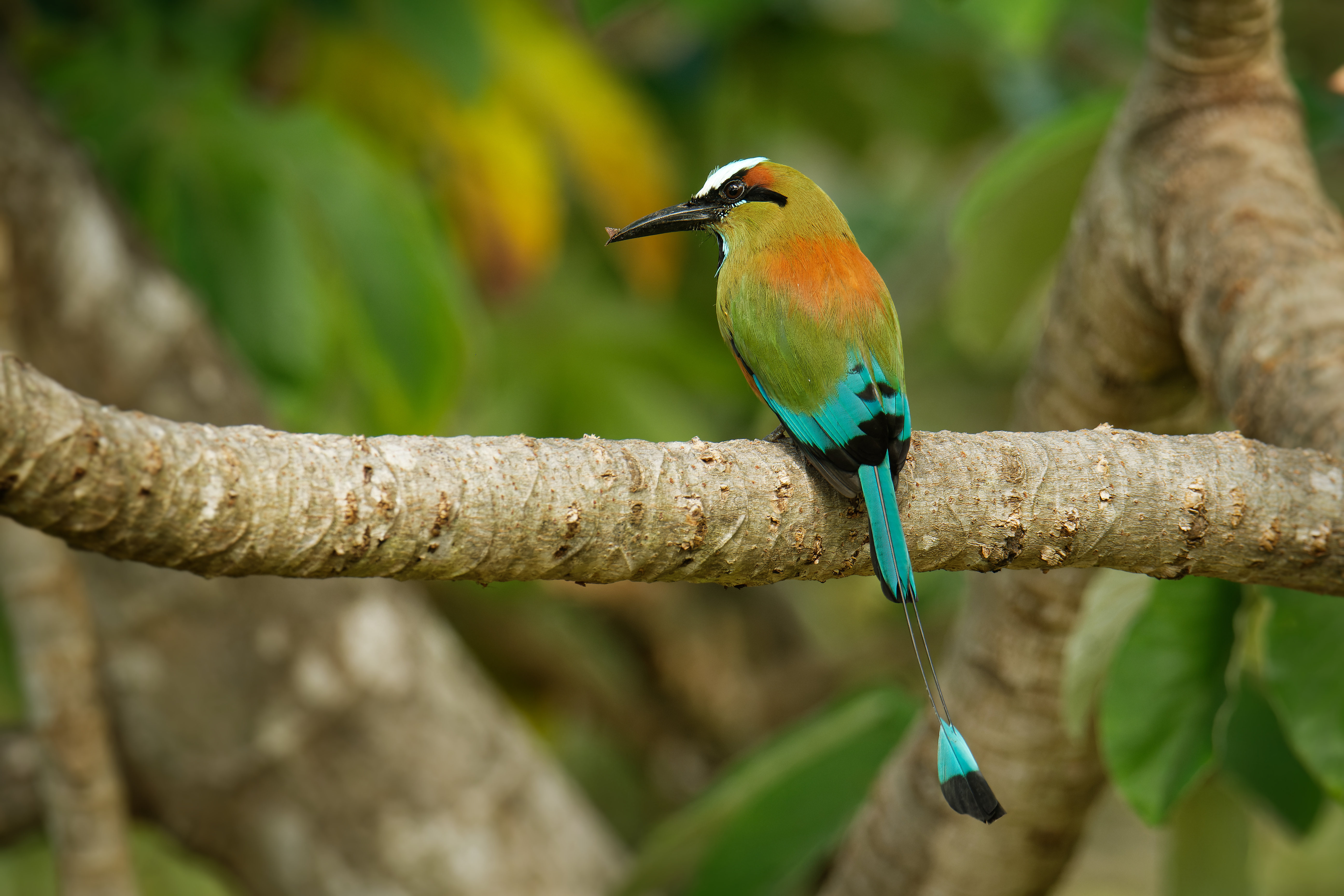Turquoise Browed Motmot Guardabarranco Bird El Salvador National Bird Turquoise Browed Motmot Guardabarranco Bird El Salvador National Bird