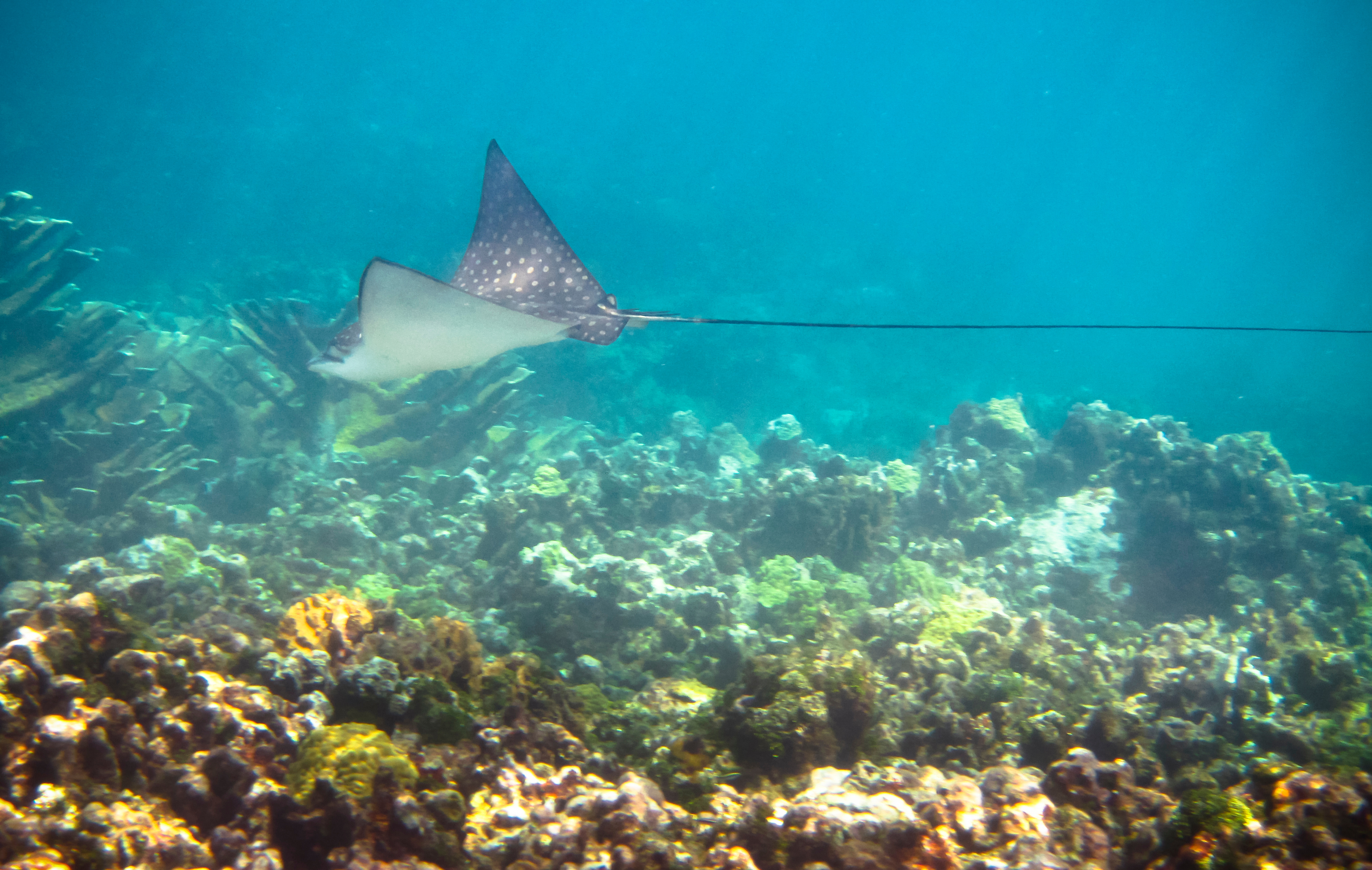 Nicaragua. Corn Island A Spotted Eagle Ray (Aetobatus Narinari) Swims Along The Coral Reef In The Carribean Sea. Corn Islands,