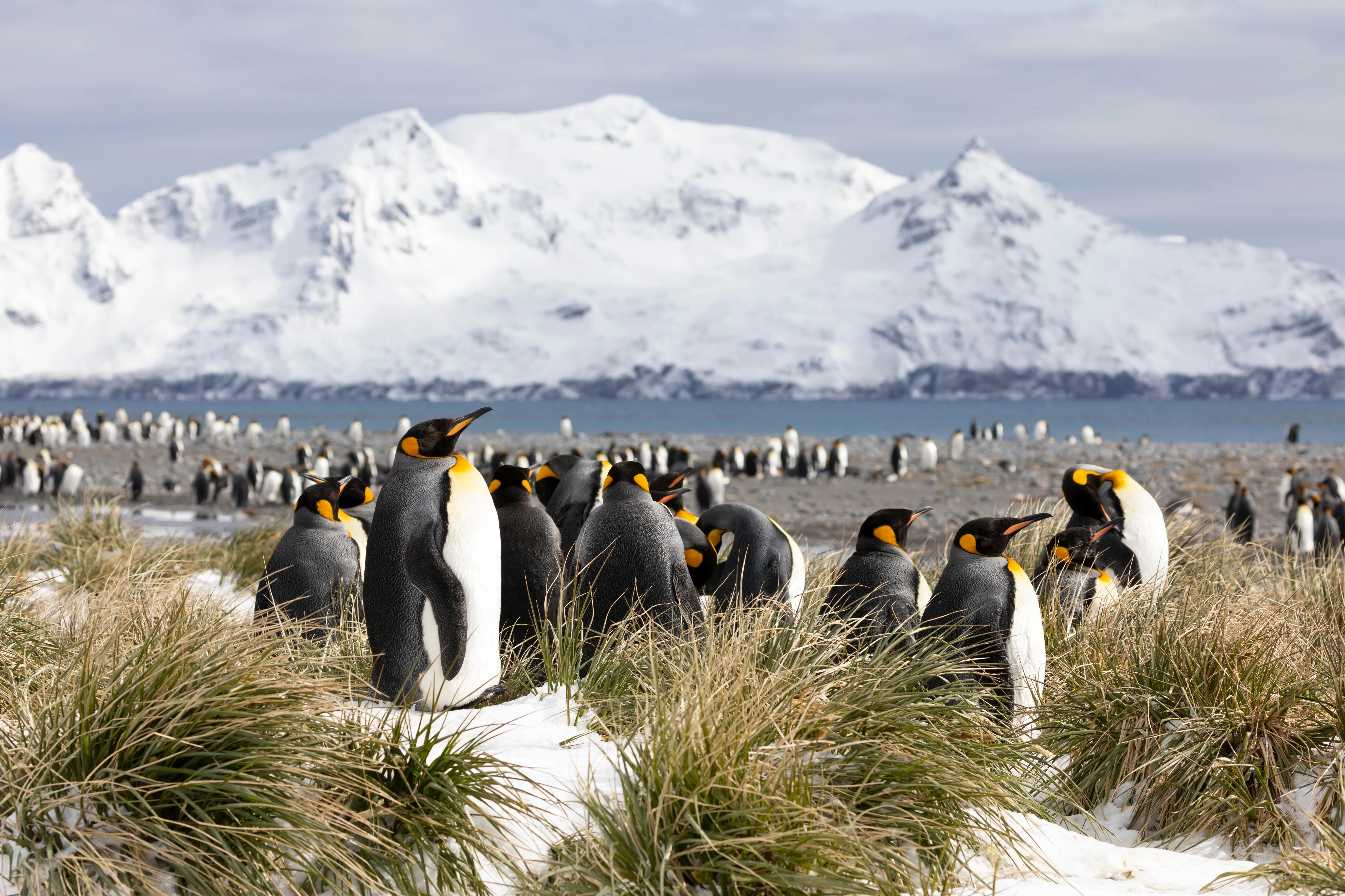 A Colony Of King Penguins On Salisbury Plain On South Georgia In Antarctica A Colony Of King Penguins On Salisbury Plain On South Georgia In Antarctica