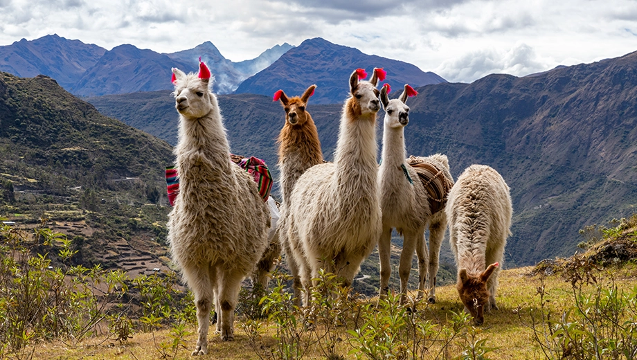 Llamas on the trekking route to Machu Picchu