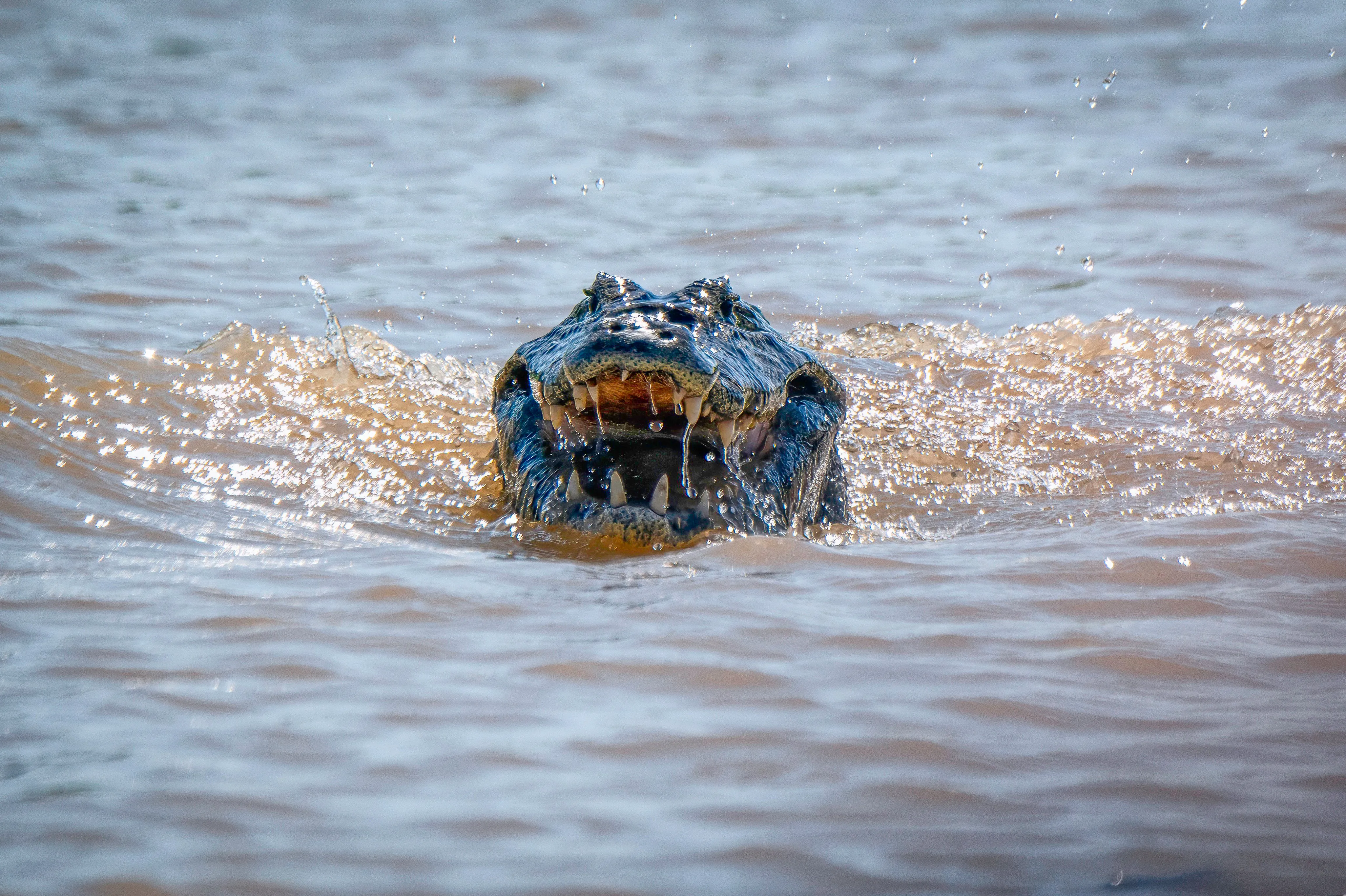 Caiman Cuiaba River, Pantanal, Brazil Caiman Cuiaba River, Pantanal, Brazil