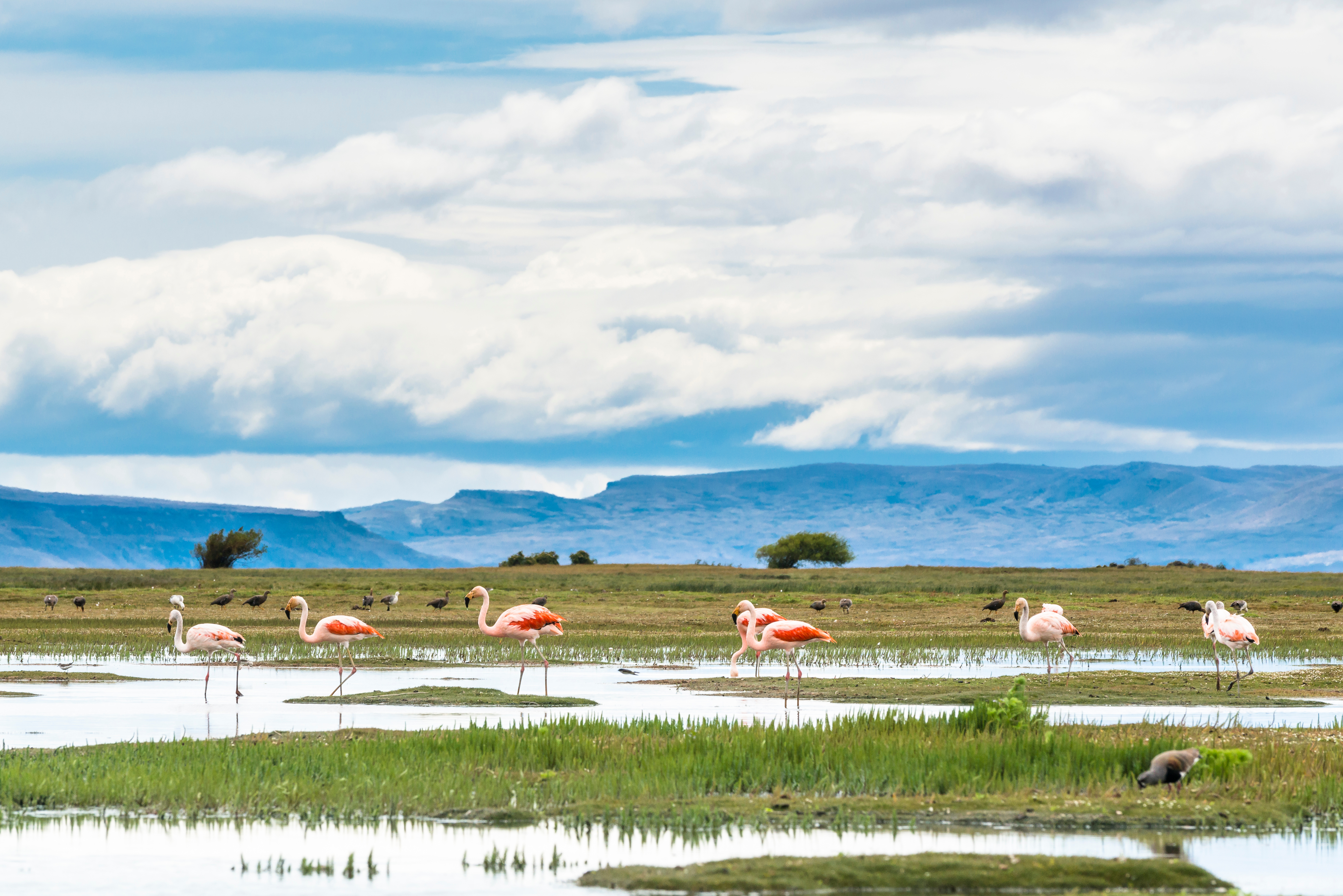 Arg_El_Calafate_Flamingos Arg_El_Calafate_Flamingos
