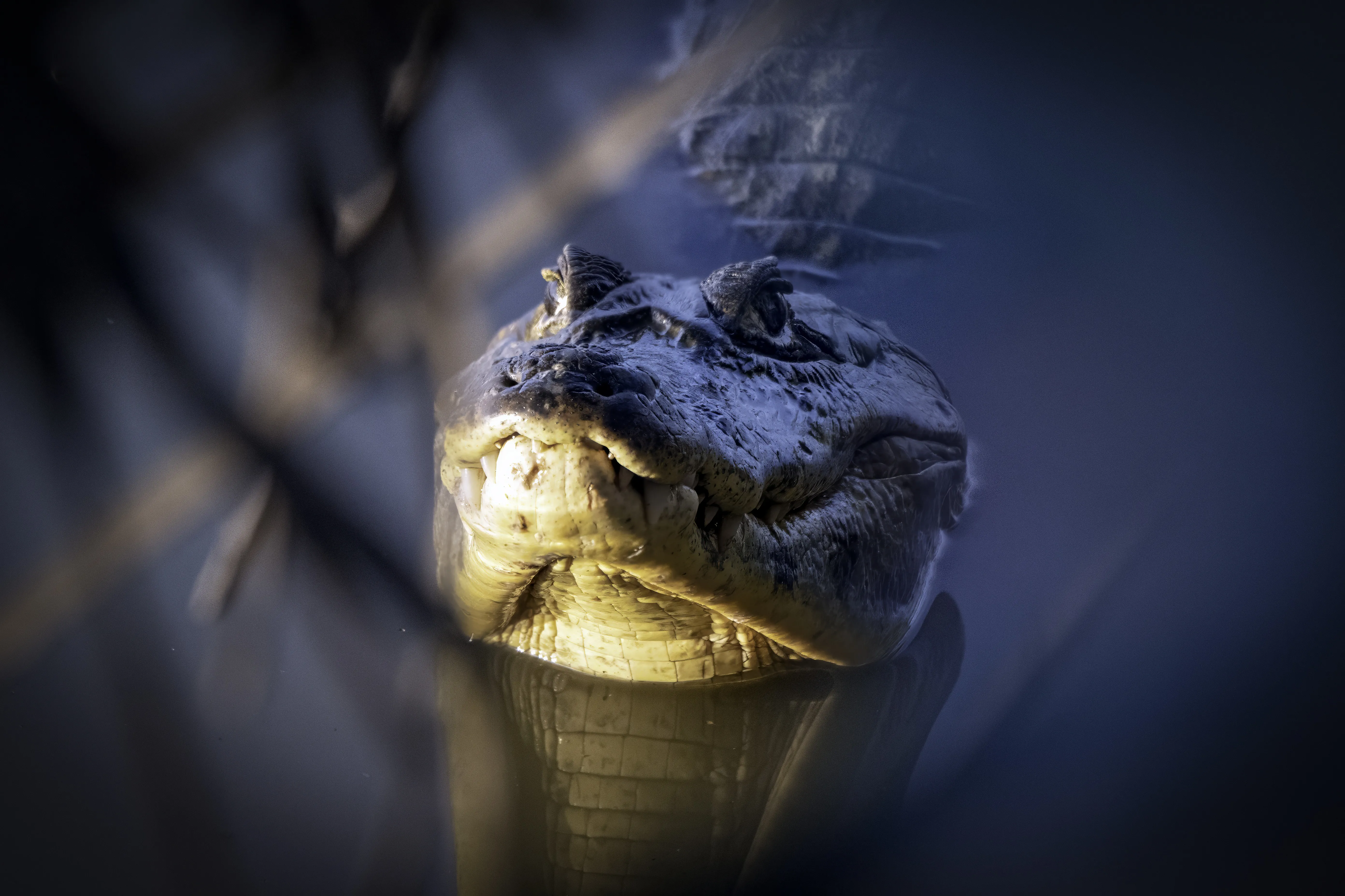 Caiman Pantanal, Brazil Caiman Pantanal, Brazil