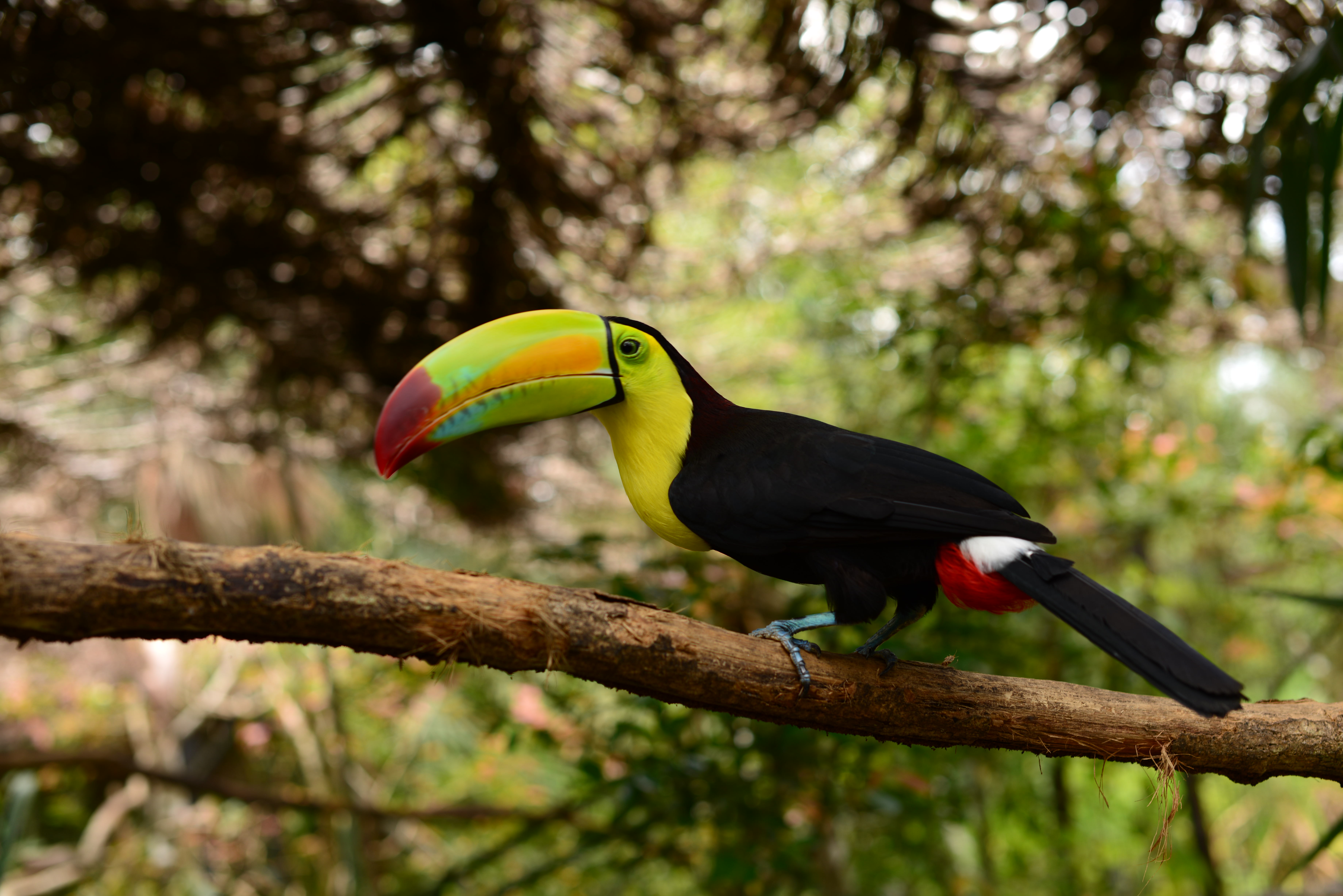 Belize_Toucan Belize_Toucan