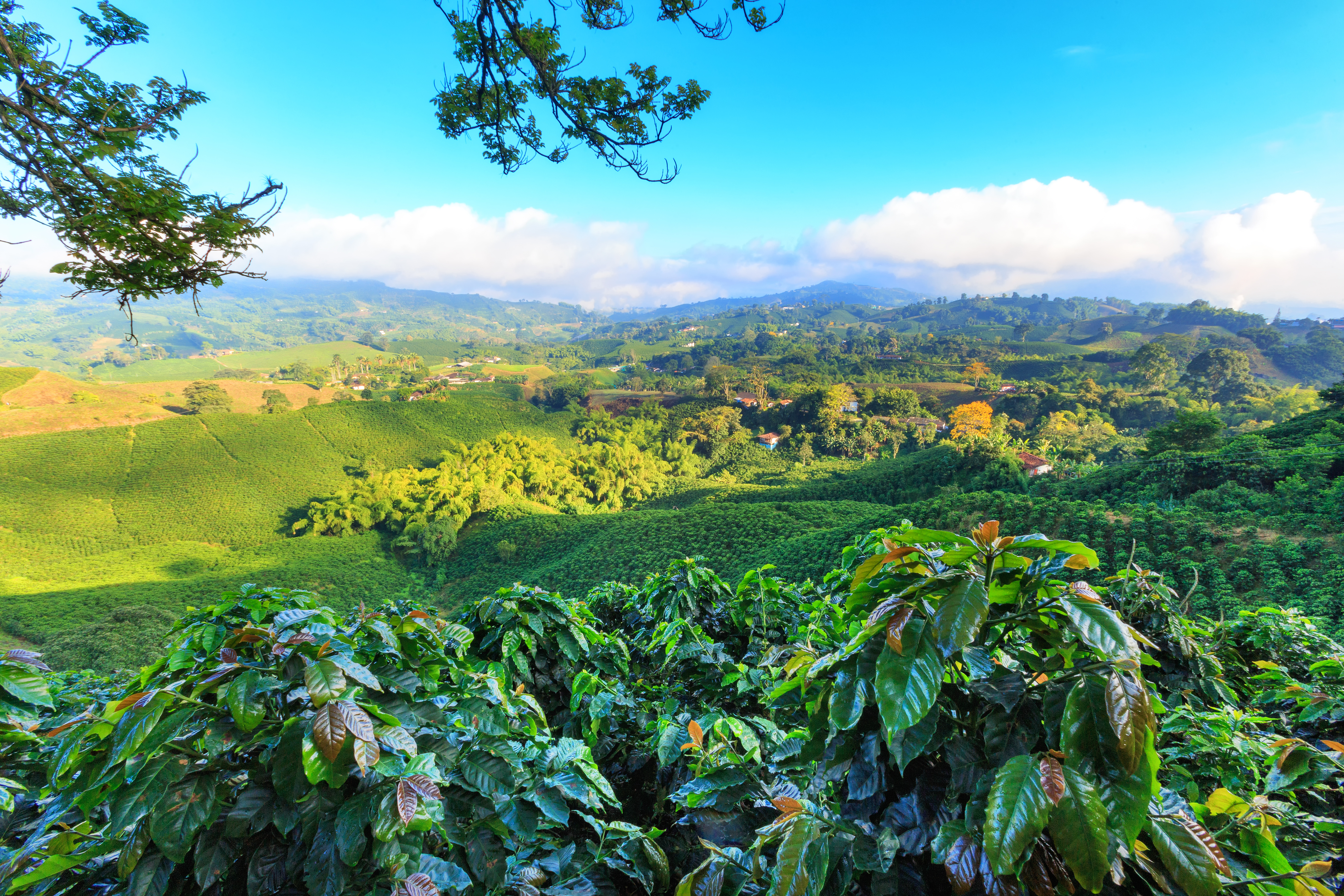 Colombia View Of A Coffee Plantation Near Manizales In The Coffee Triangle Of Colombia With Coffee Plants In The Foreground.