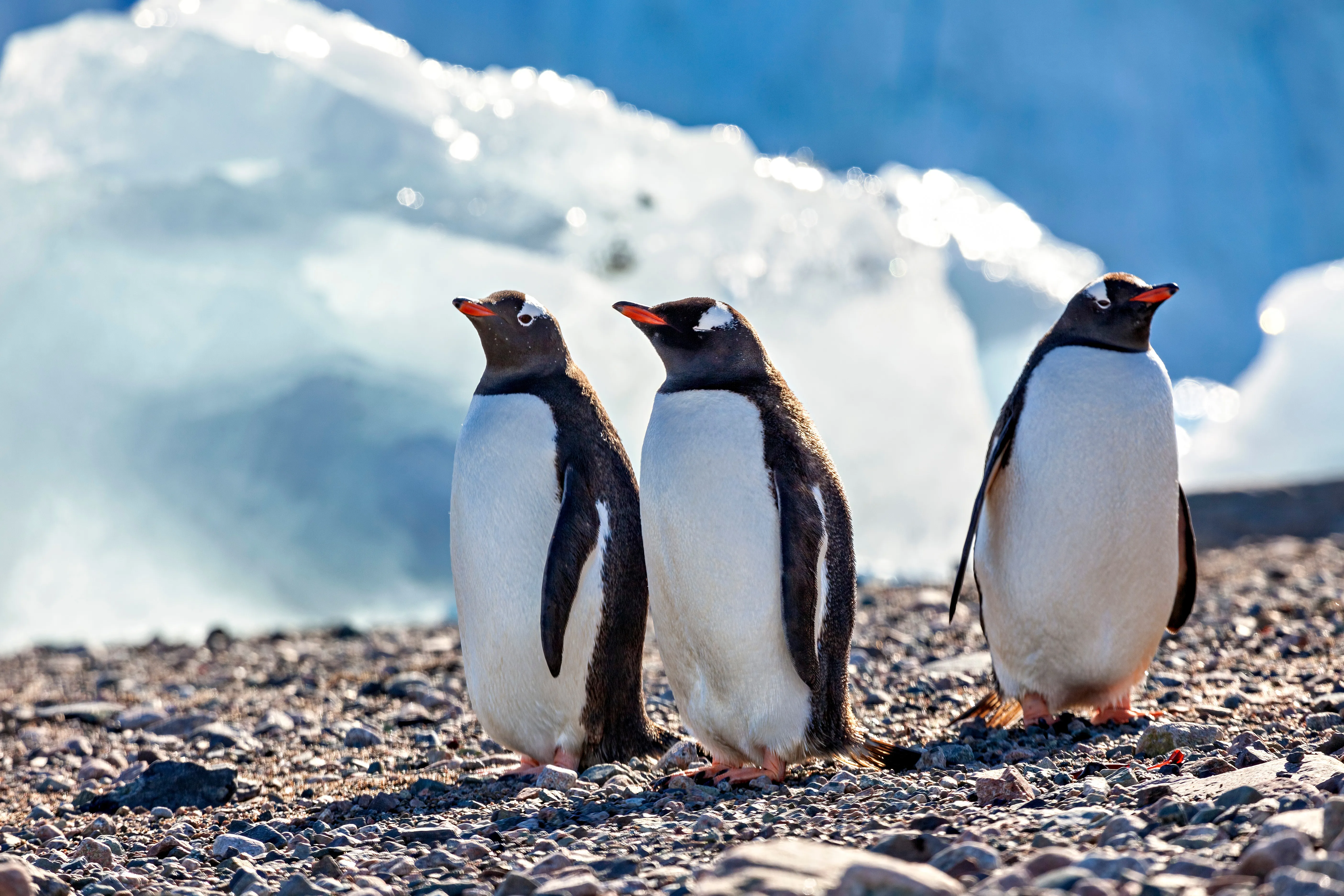 Gentoo Penguins In The Antarctic Area