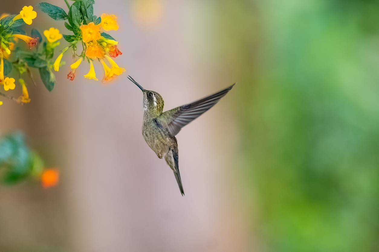 Green throated mountain gem feeding on flowers