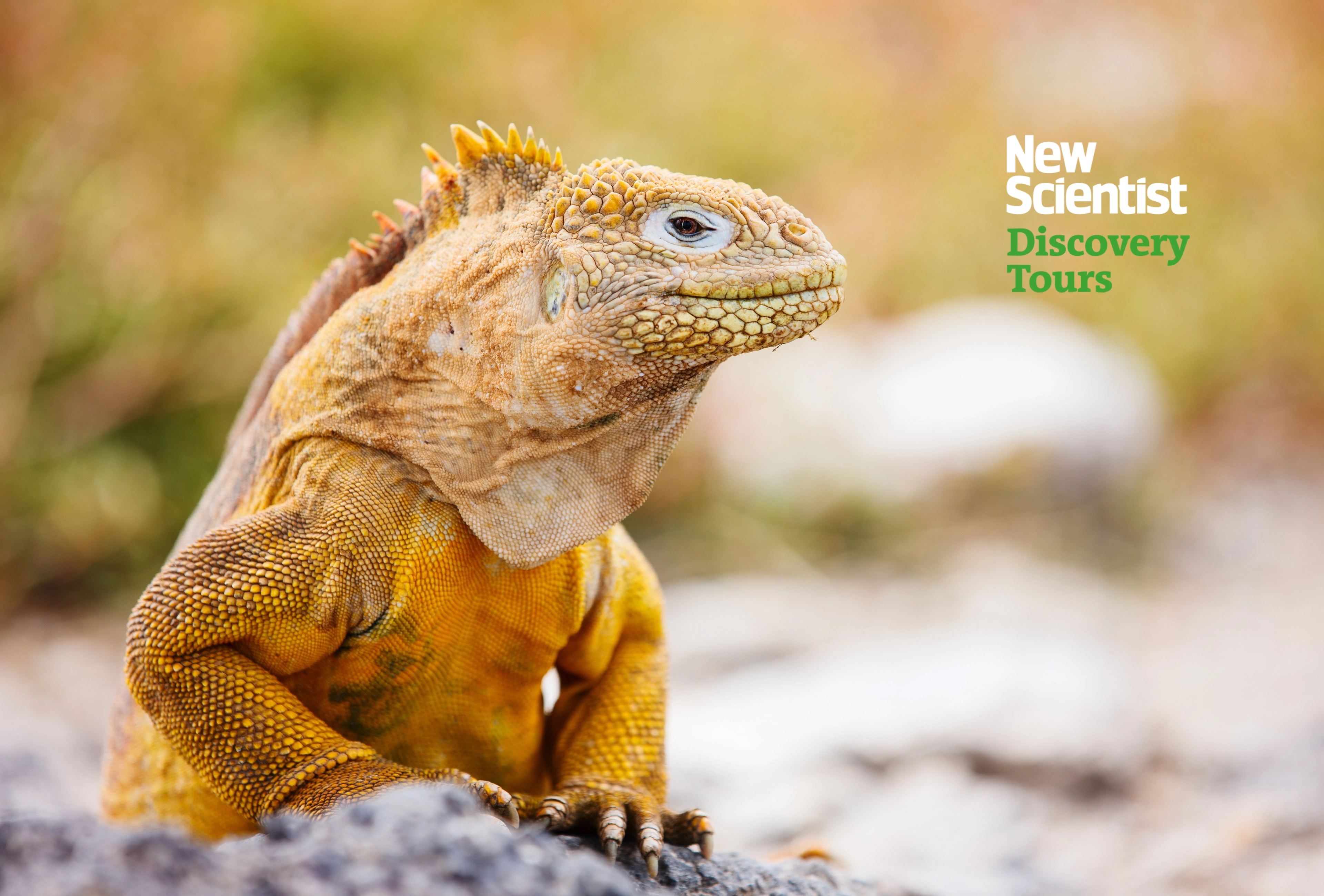 Land iguana Land iguana