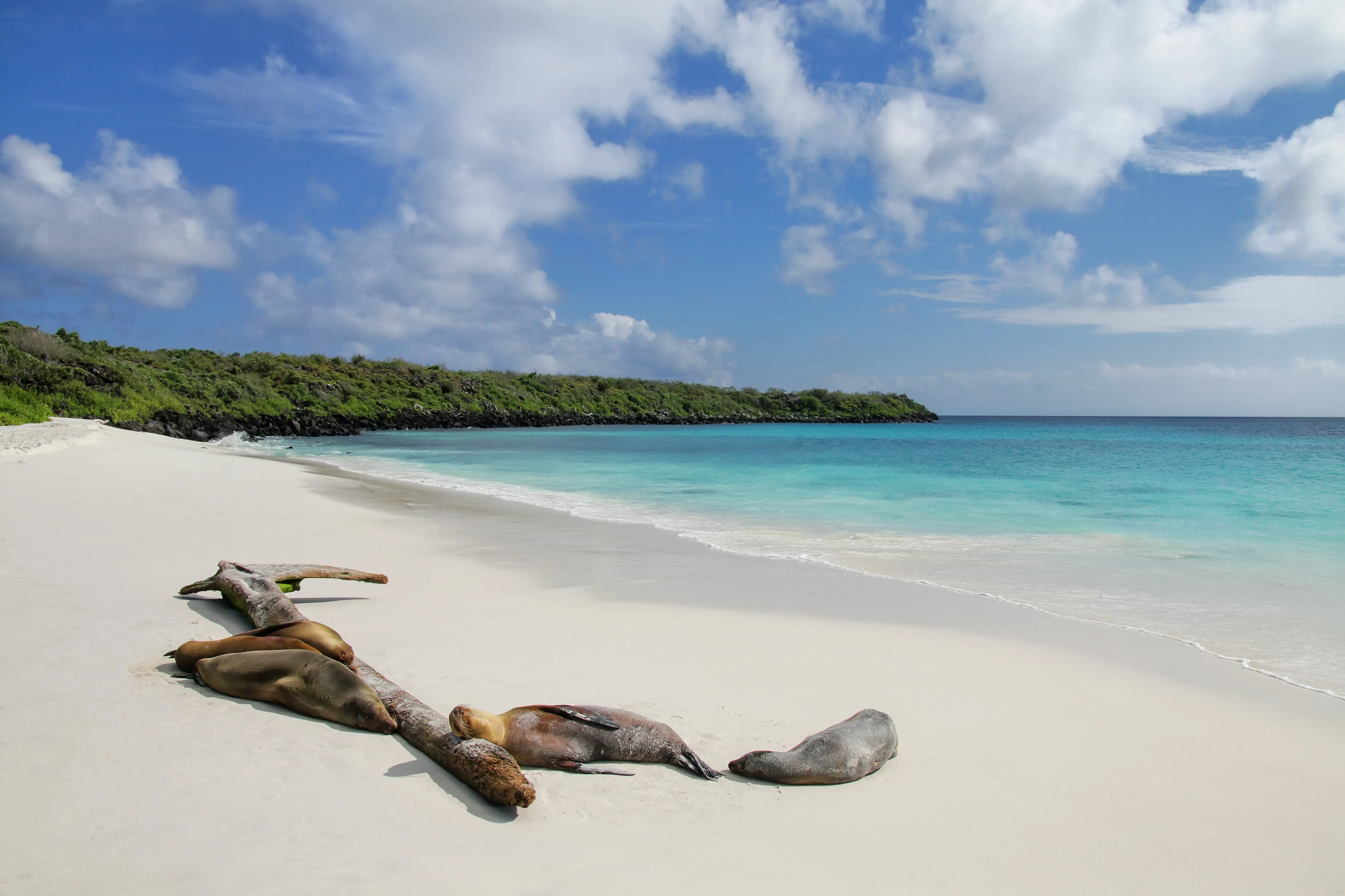 Group Of Galapagos Sea Lions Resting On Sandy Beach In Gardner Bay, Espanola Island, Galapagos National Park Group Of Galapagos Sea Lions Resting On Sandy Beach In Gardner Bay, Espanola Island, Galapagos National Park