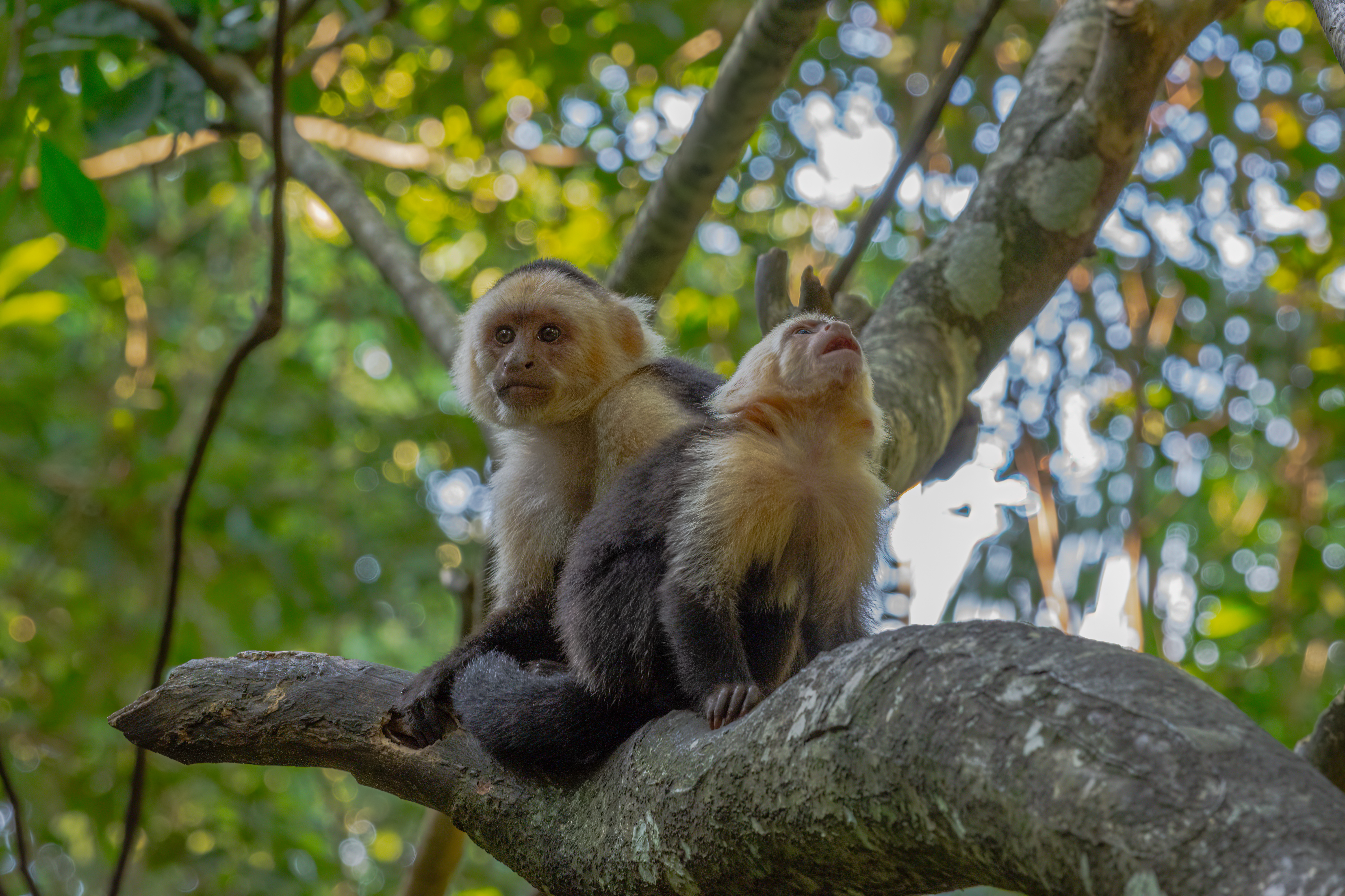 Capuchin Monkeys Roatan Island Honduras Capuchin Monkeys Roatan Island Honduras