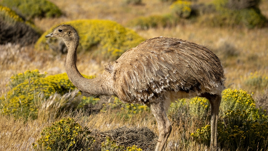 Darwin's rhea, Torres del Paine Darwin's rhea, Torres del Paine