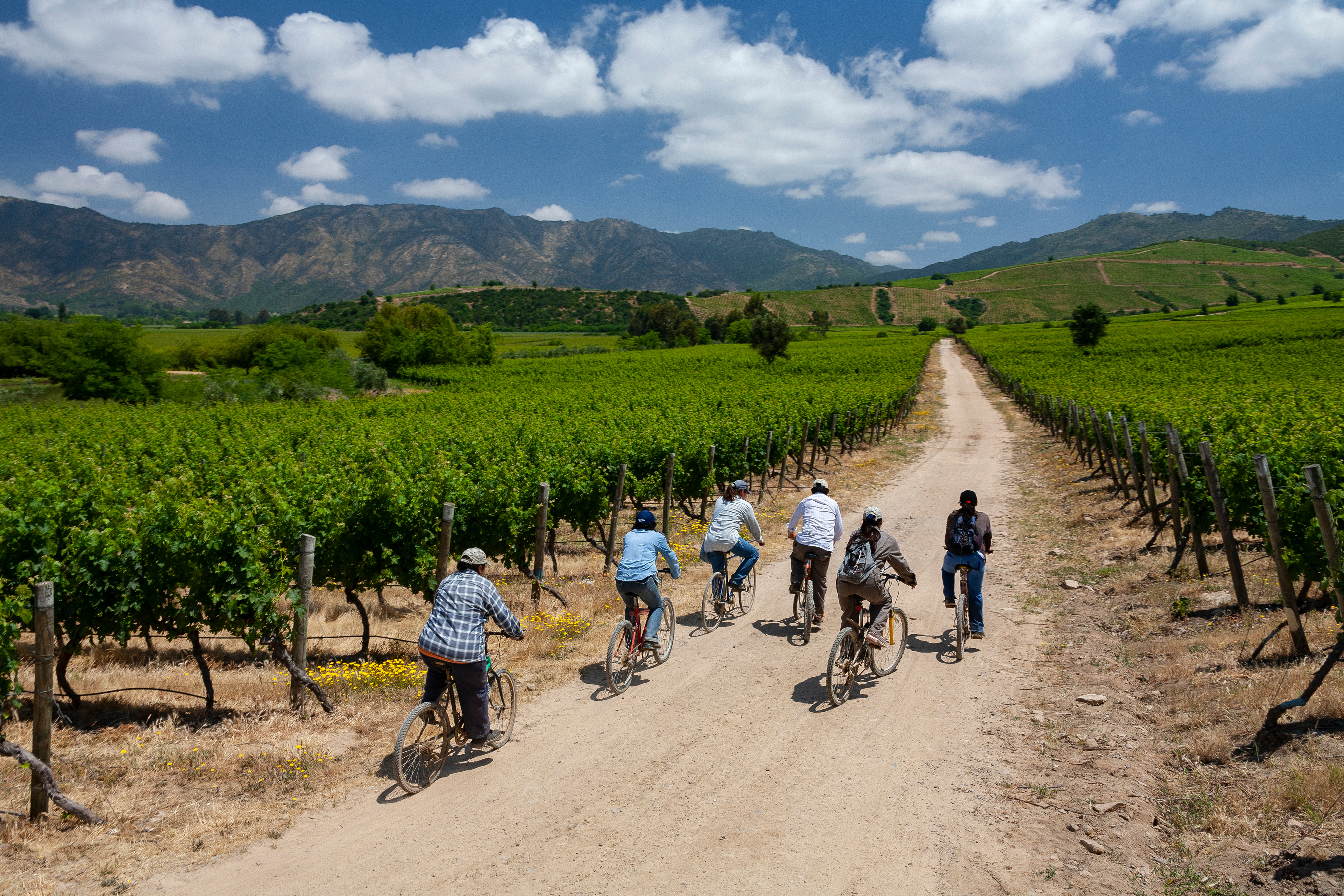 Chile Vineyards In The Colchagua Valley