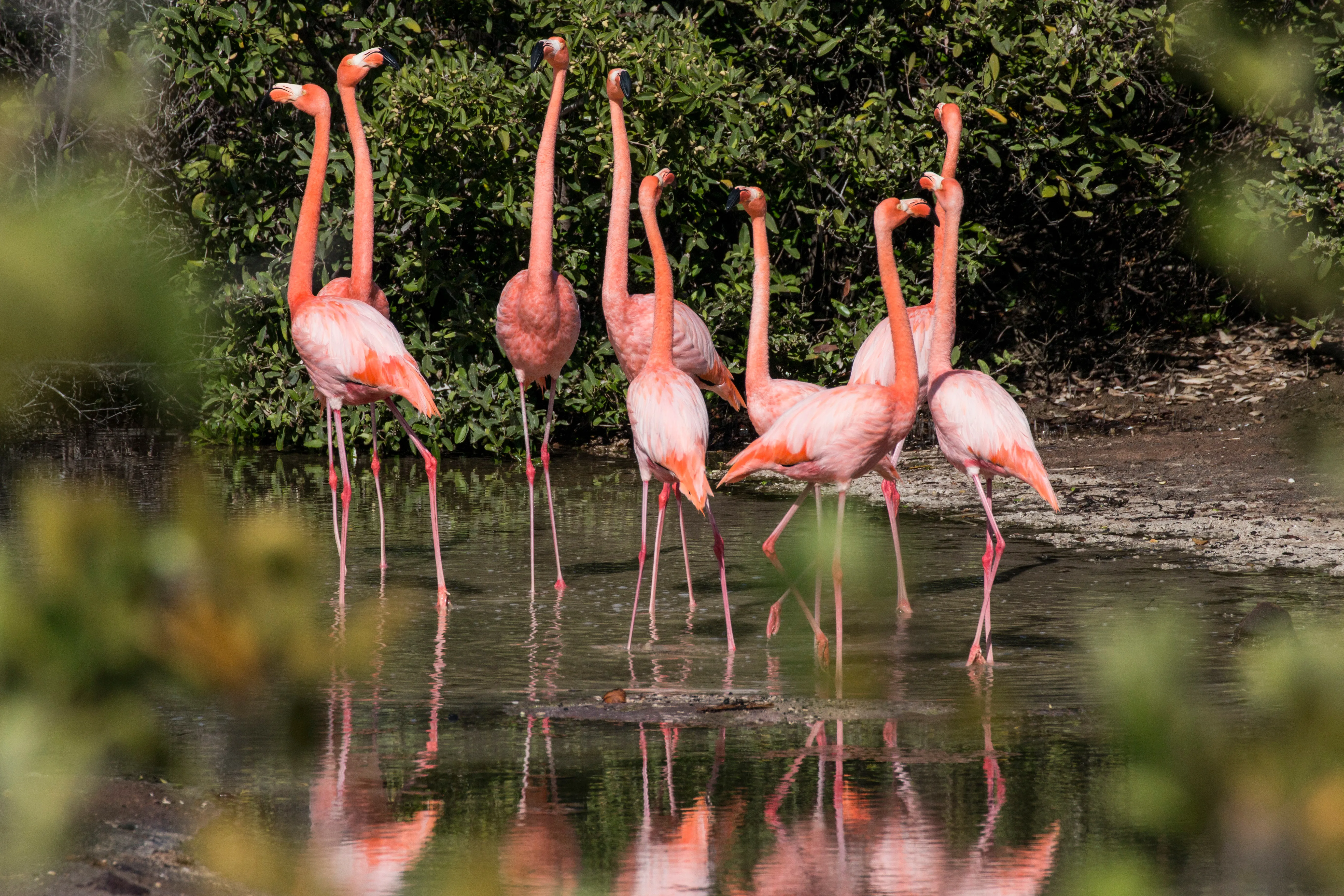 Pink Flamingos In The Lake, Punta Cormorant, Florenana, Galapagos Pink Flamingos In The Lake, Punta Cormorant, Florenana, Galapagos