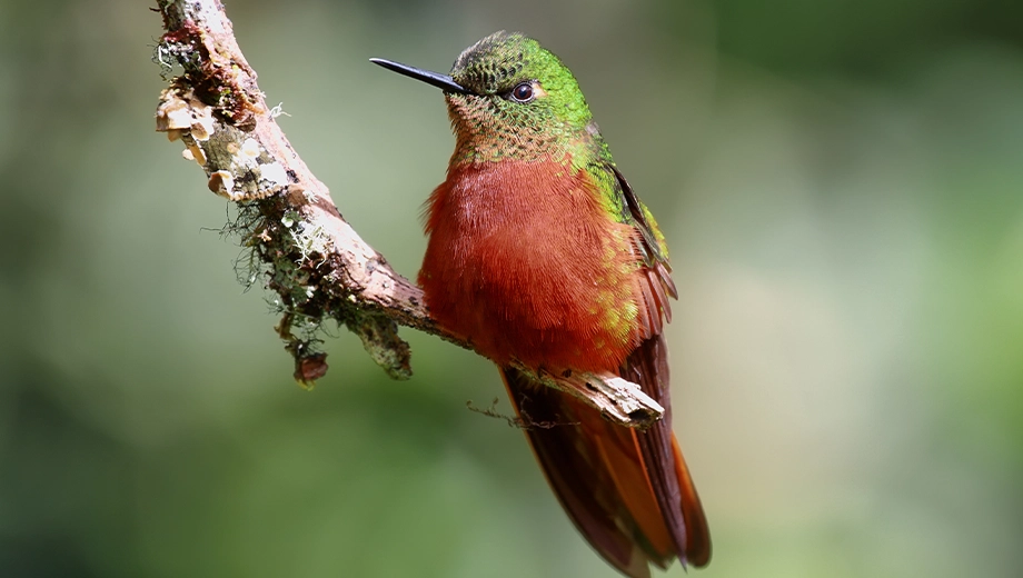 Ecuador_Andean Cloud Forest_Chestnut-breasted Coronet hummingbird