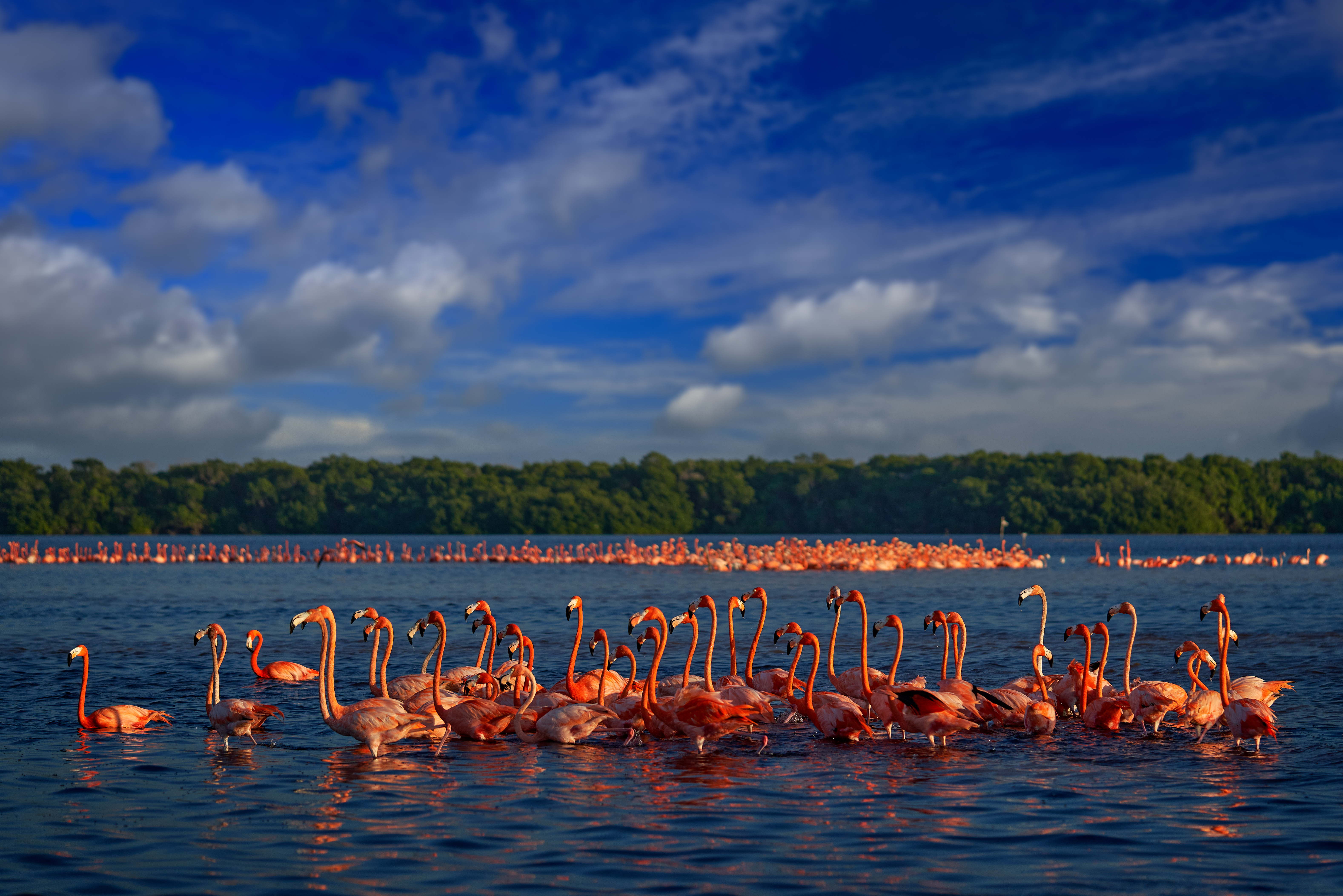 Flamingo, Pink Red Birds In The Nature Mangrove Habitat, Ría Celestún Reserve In Mexico (1)