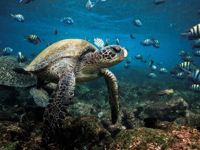 Why The Galapagos Islands Are The Ultimate Wildlife Haven Why The Galapagos Islands Are The Ultimate Wildlife Haven