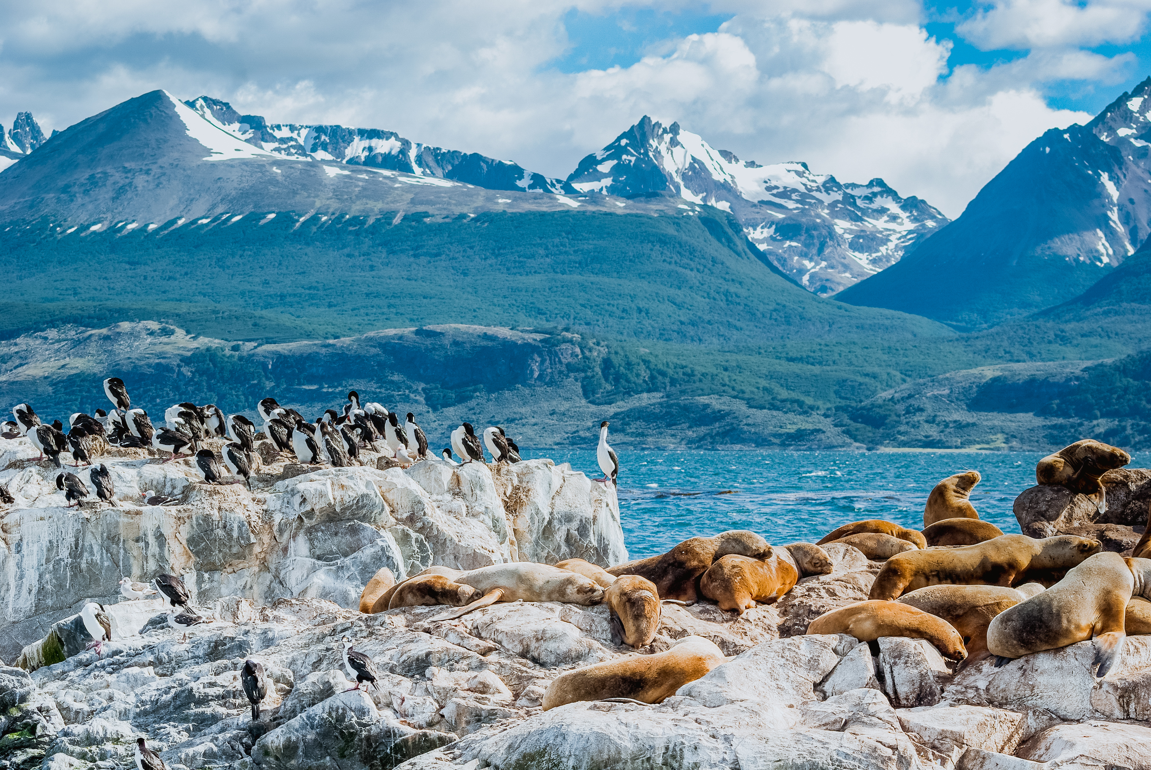 Sea Lion Of The Beagle Channel Ushuaia Sea Lion Of The Beagle Channel Ushuaia