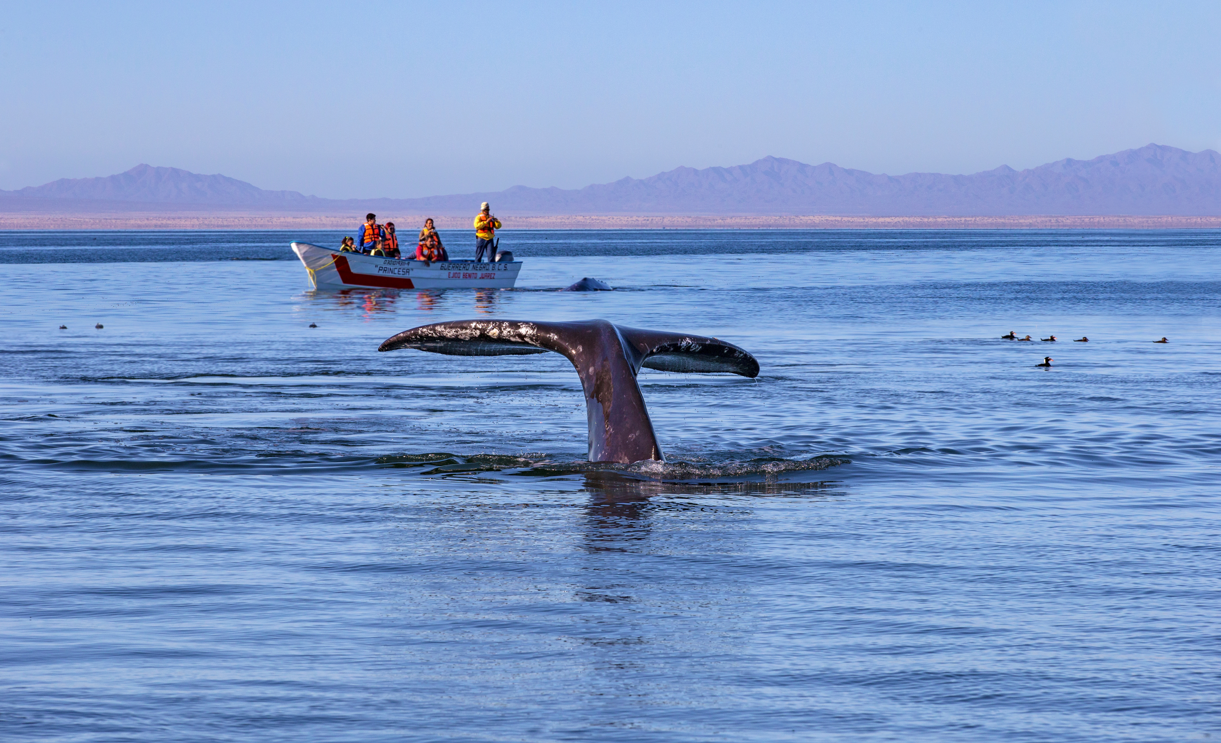 Mexico_Baja_California_Whale
