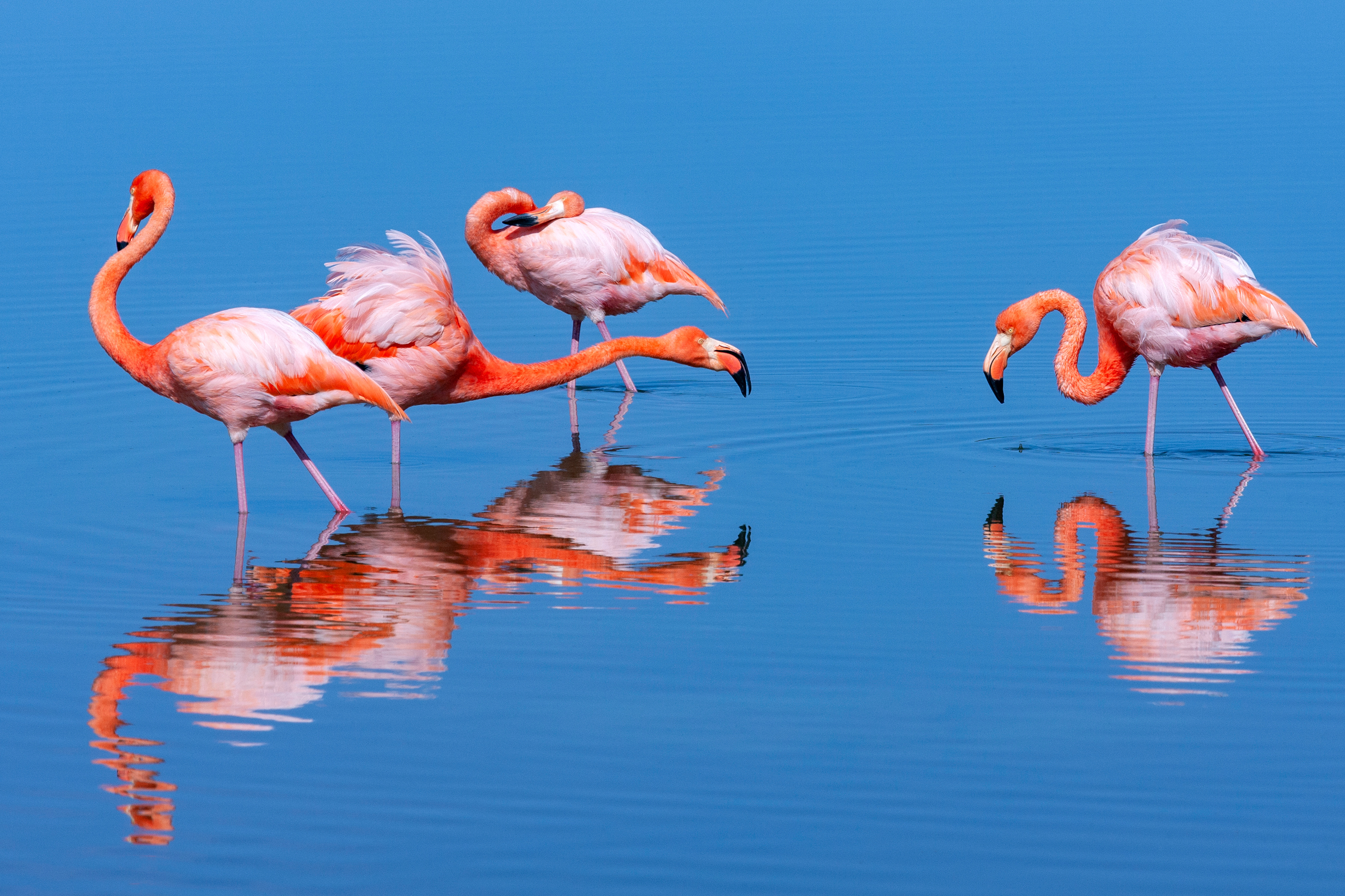 Galapagos_Flamingos Galapagos_Flamingos