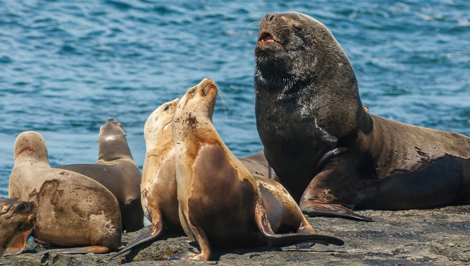 Southern sea lions near water, Bleaker Island Southern sea lions near water, Bleaker Island