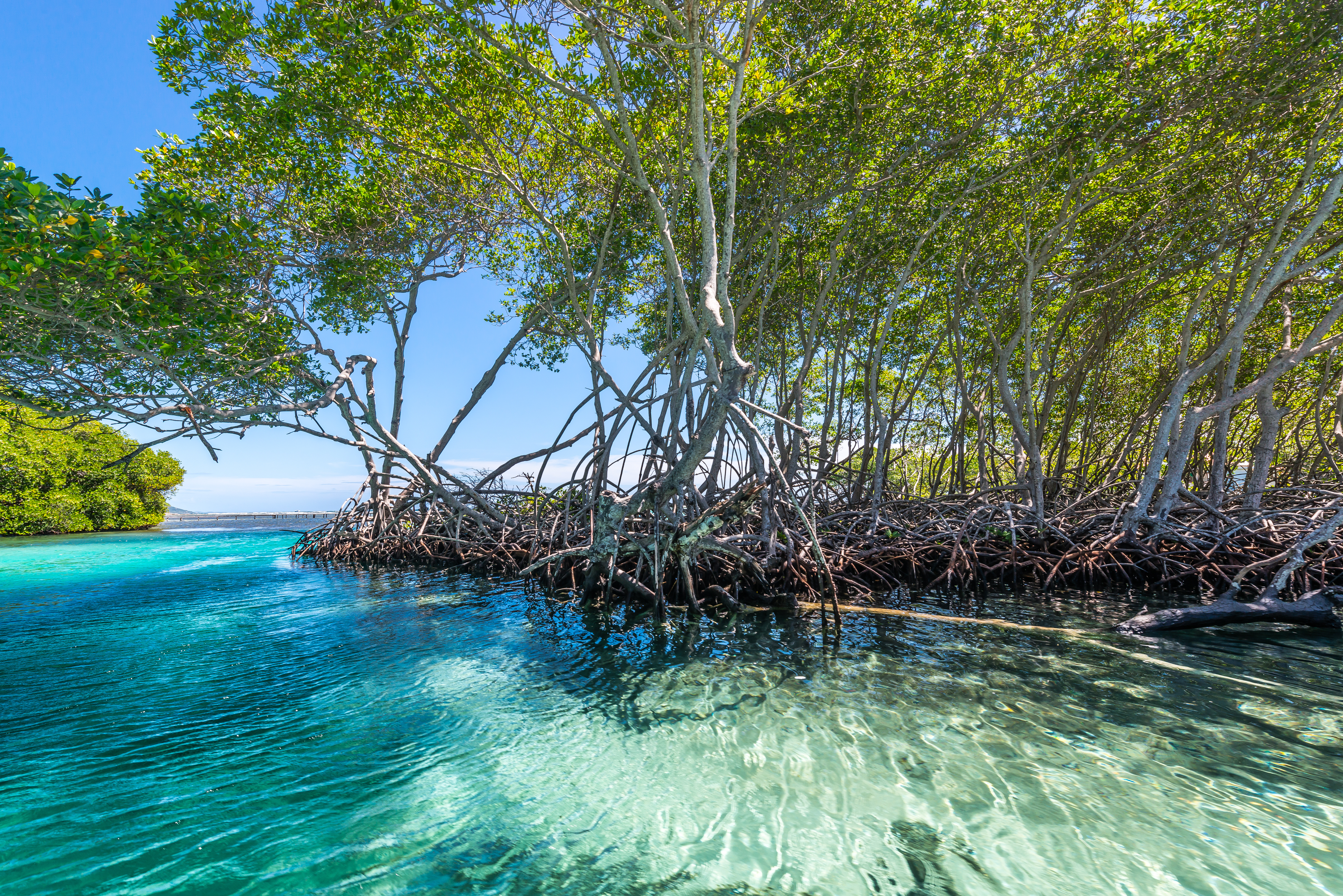 Punta Gorda Mangrove Punta Gorda Mangrove