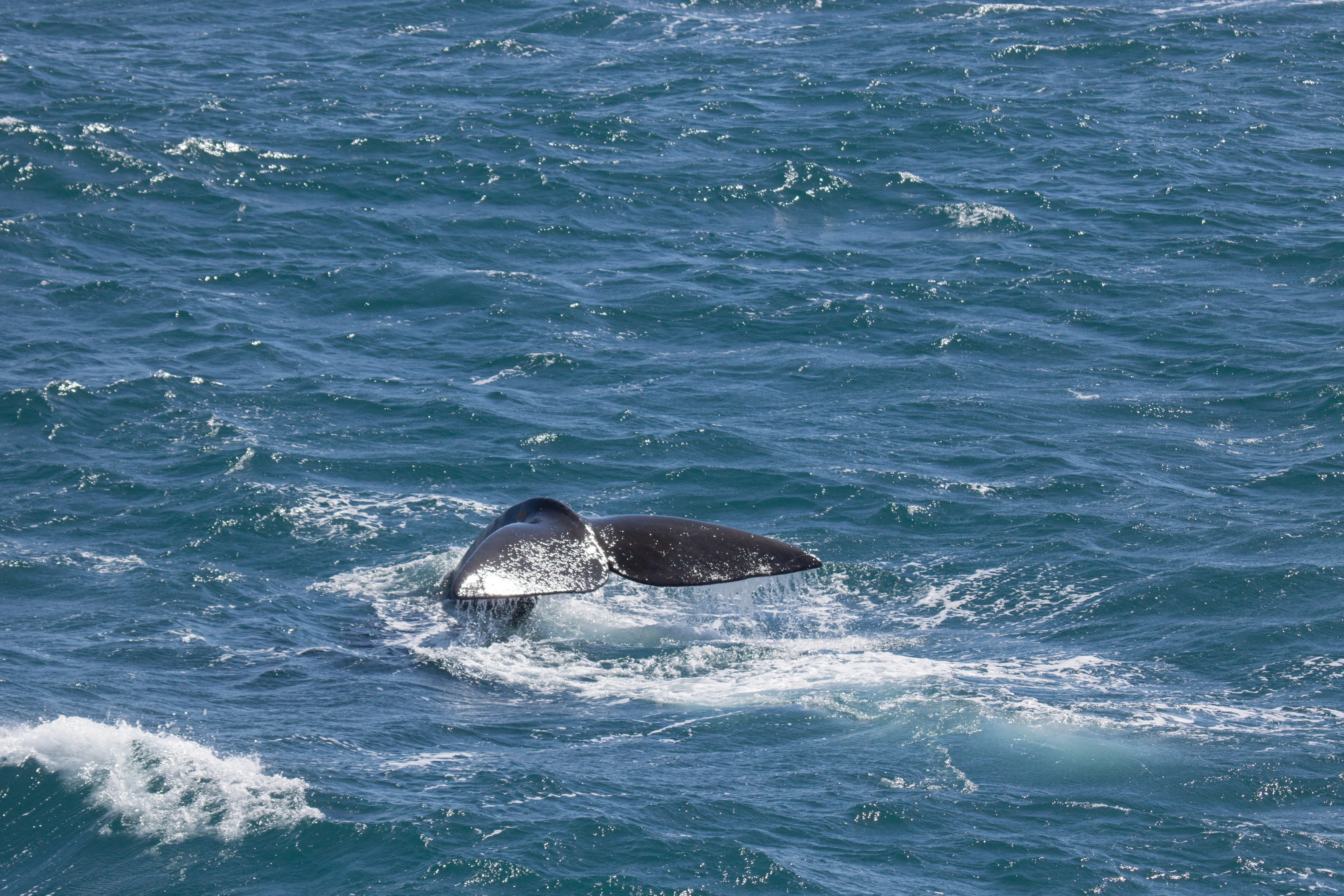 Southern Right Whale, South Georgia