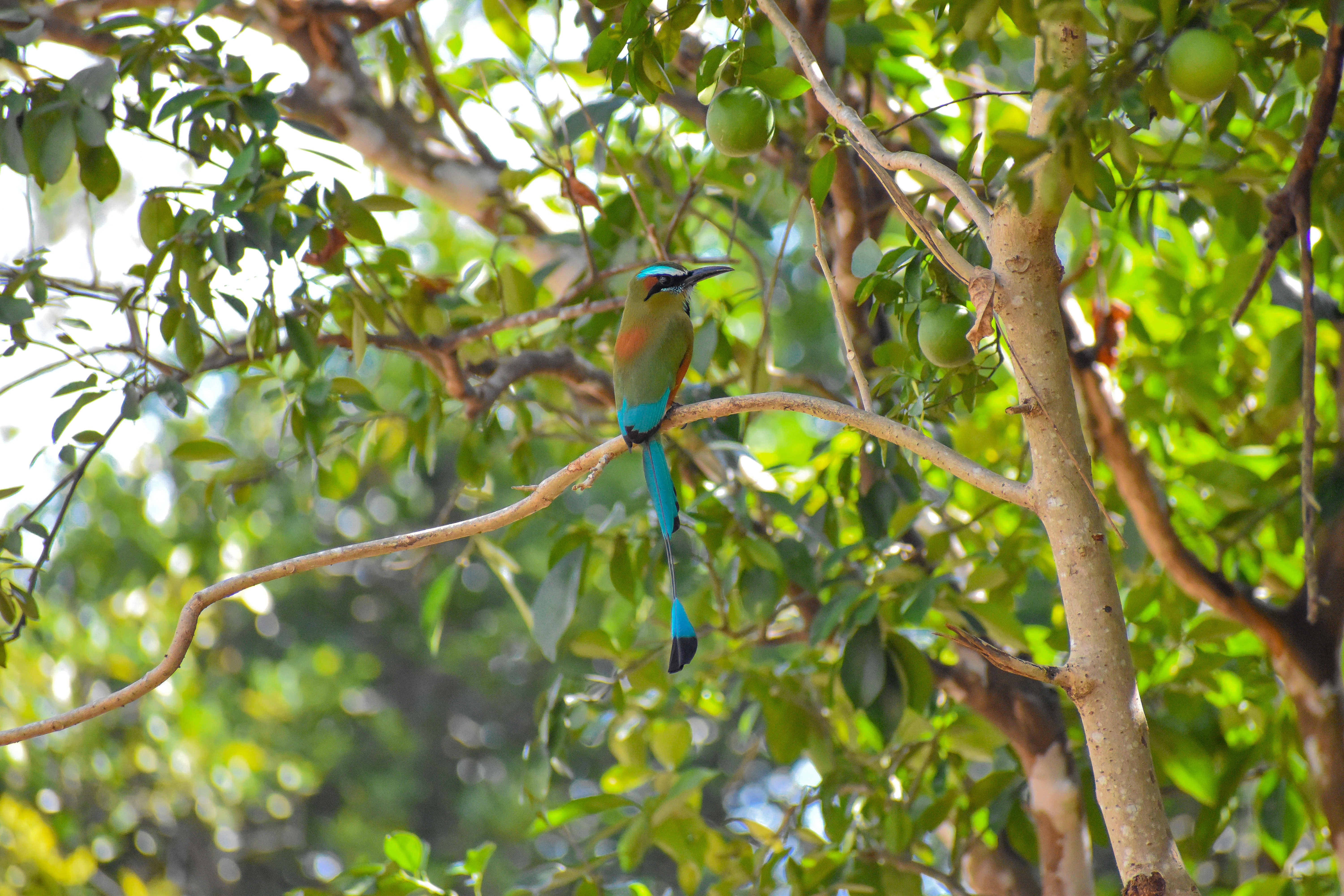 Guardabarranco, National Bird Of El Salvador, Guardabarranco, National Bird Of El Salvador,