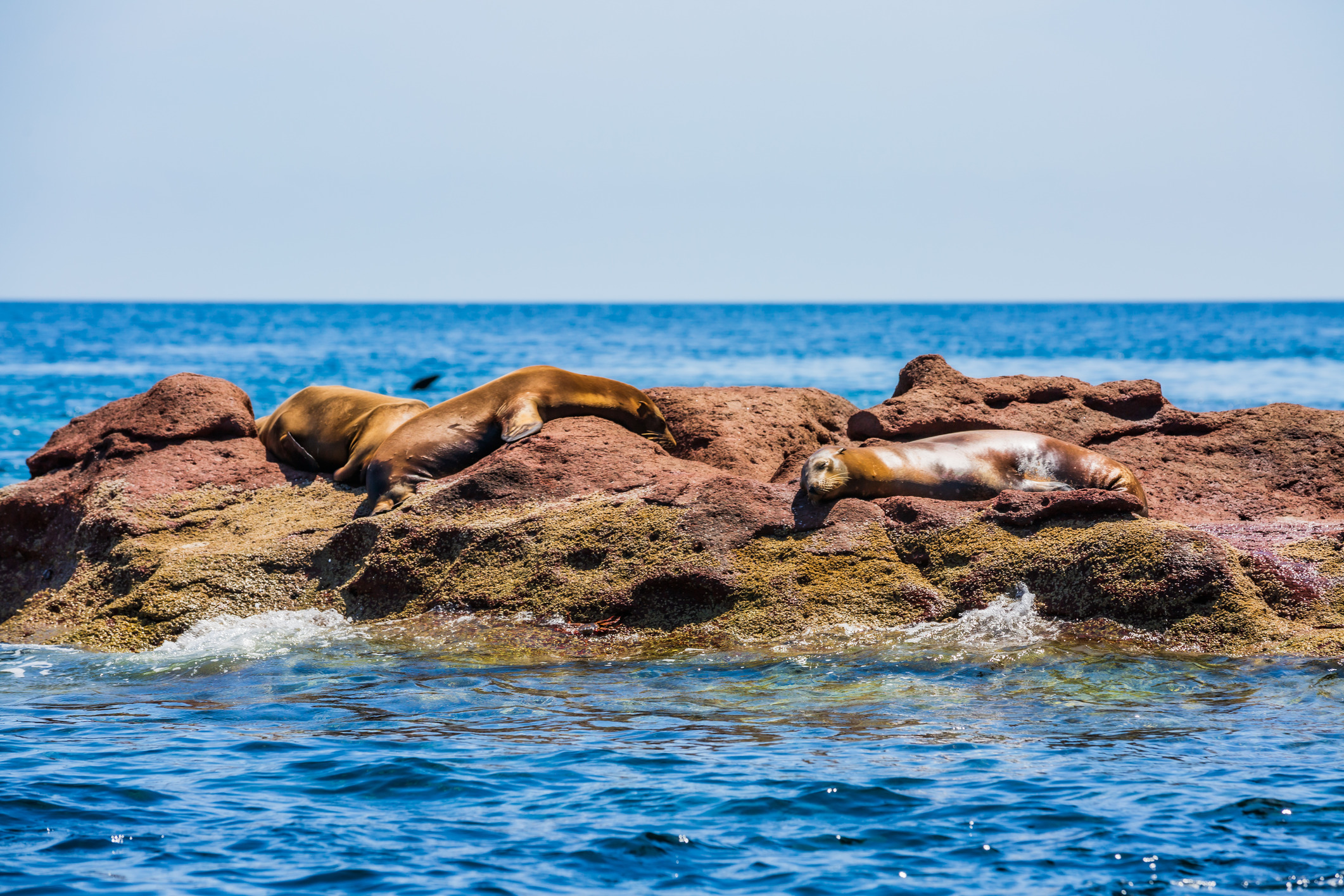 Sea Lions Isla Espíritu Santo, Baja California Sur, México