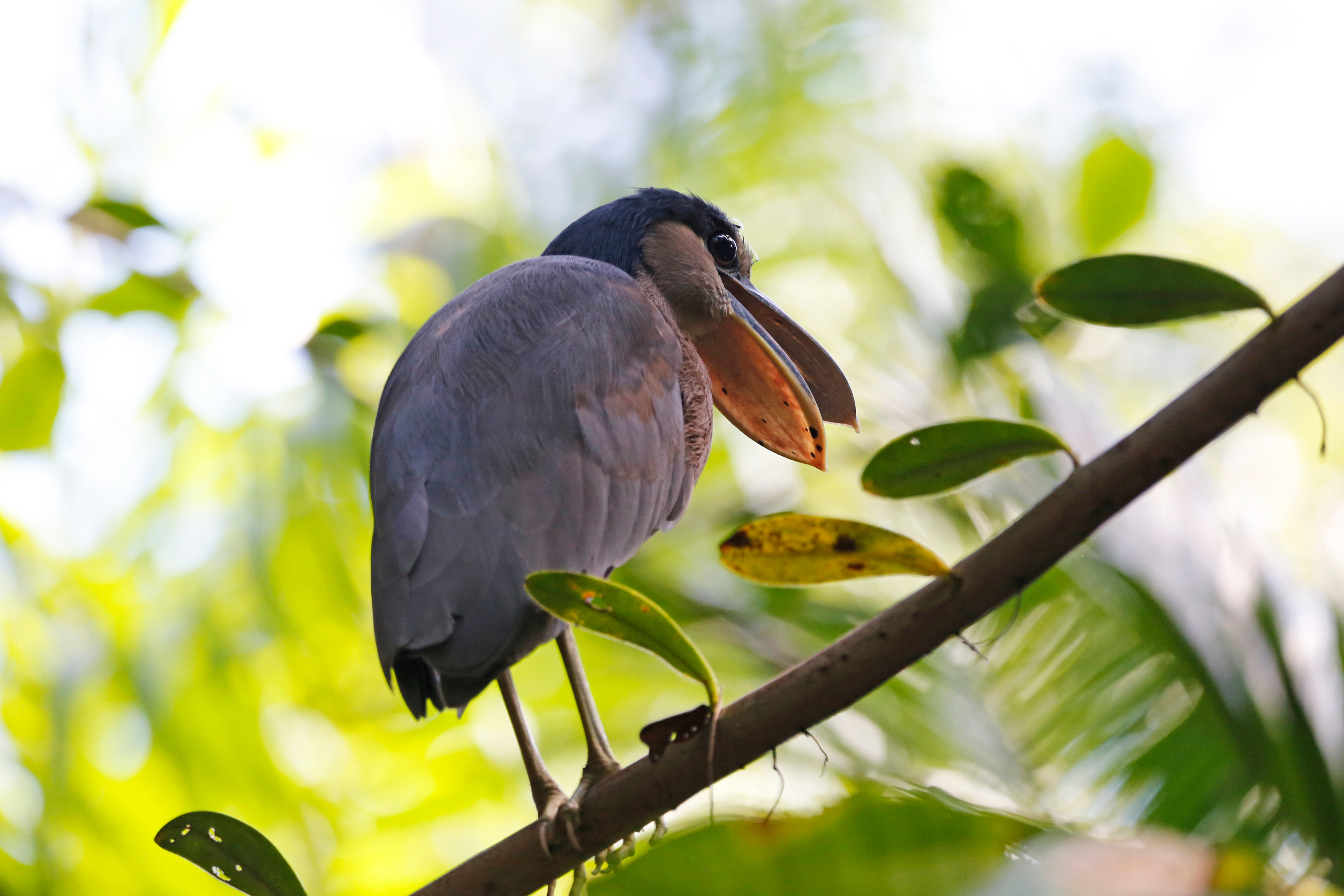 Boat Billed Heron, Cuero Y Salado Wildlife Refuge, Honduras. Boat Billed Heron, Cuero Y Salado Wildlife Refuge, Honduras.