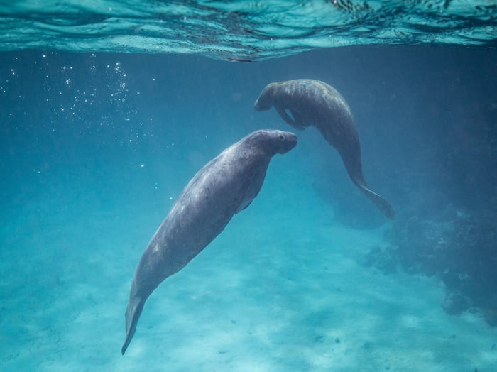 Wildlife Lovers Guide To Belize