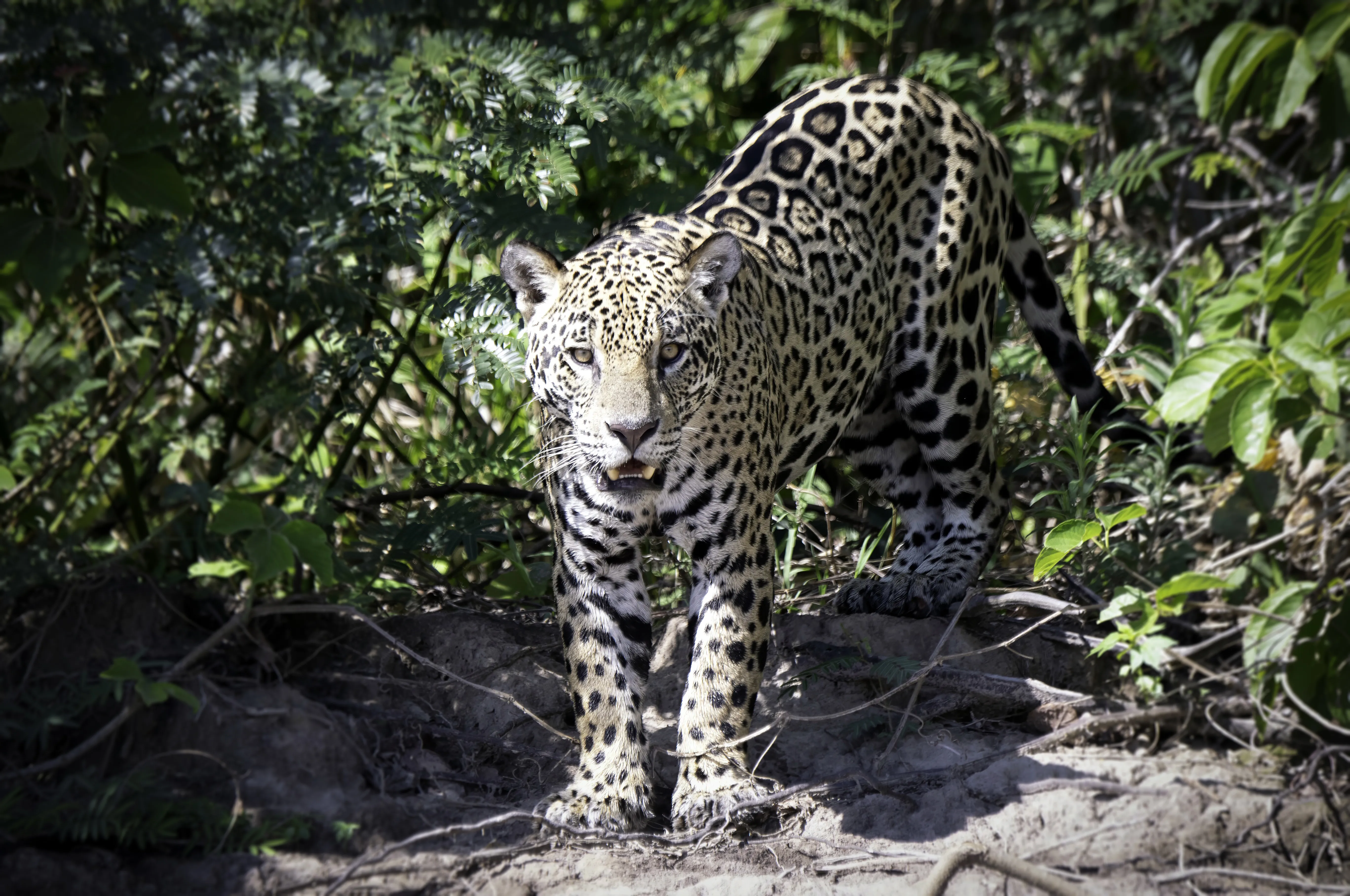 Jaguar Pantanal, Brazil Jaguar Pantanal, Brazil