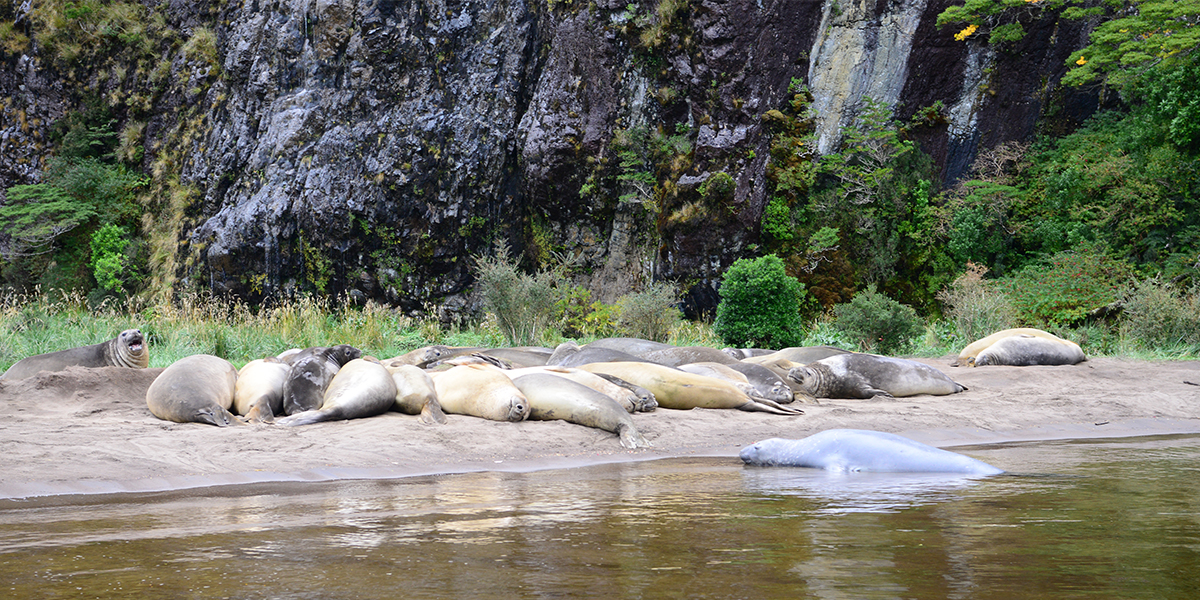 Skorpios Elephant Seals
