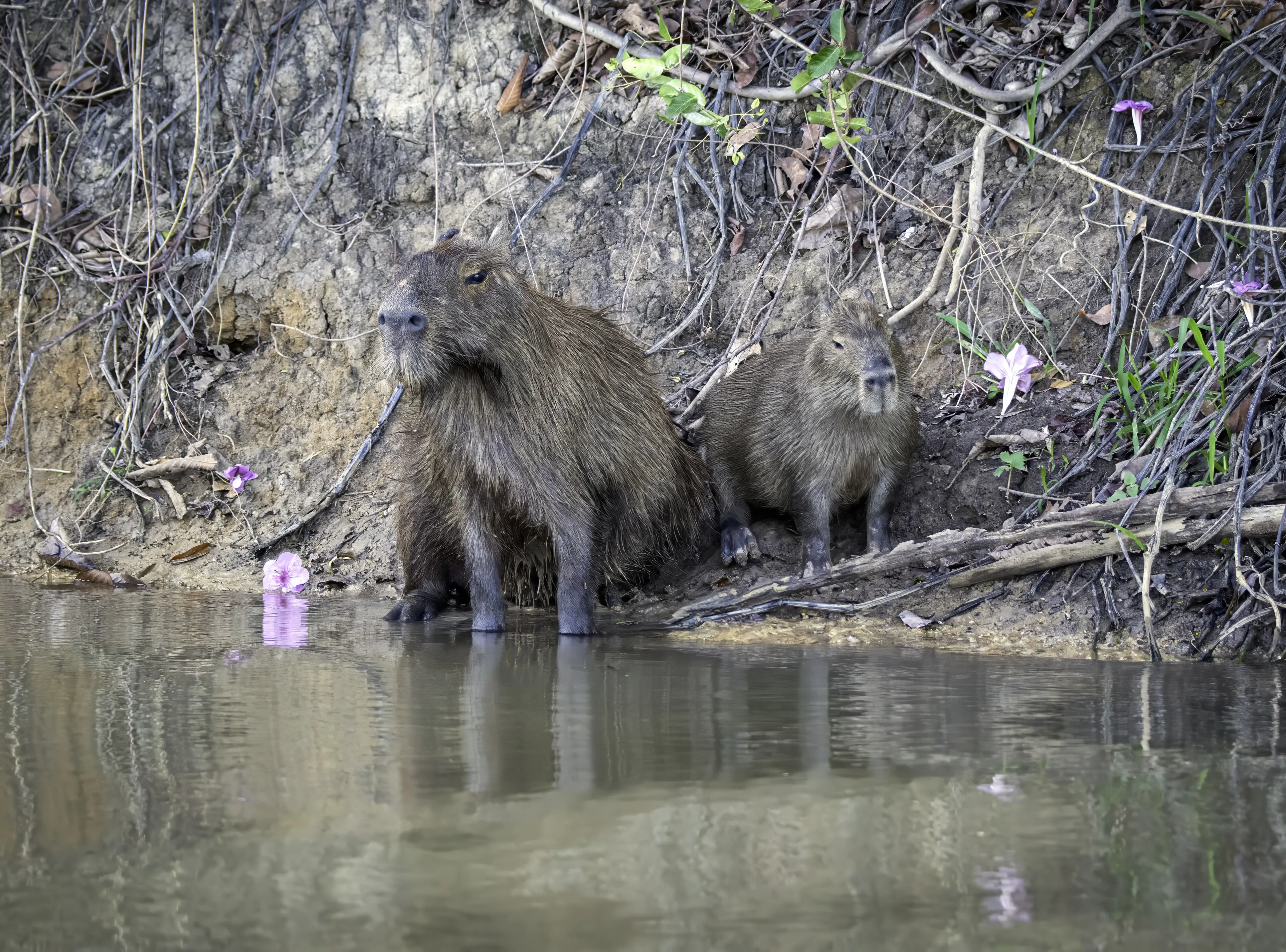 Capybaras Pantanal, Brazil Capybaras Pantanal, Brazil