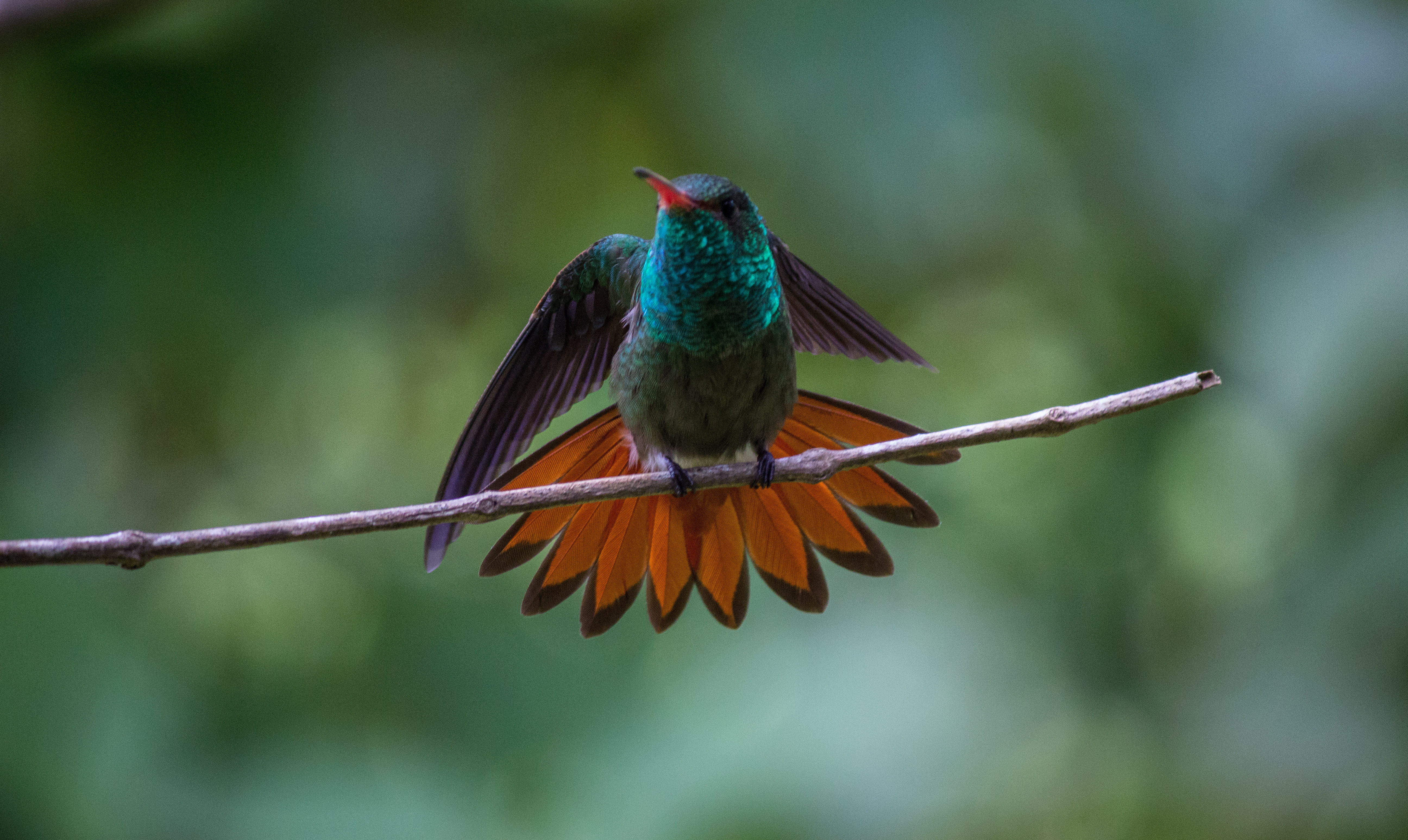 Honduran Emerald Hummingbird Honduran Emerald Hummingbird