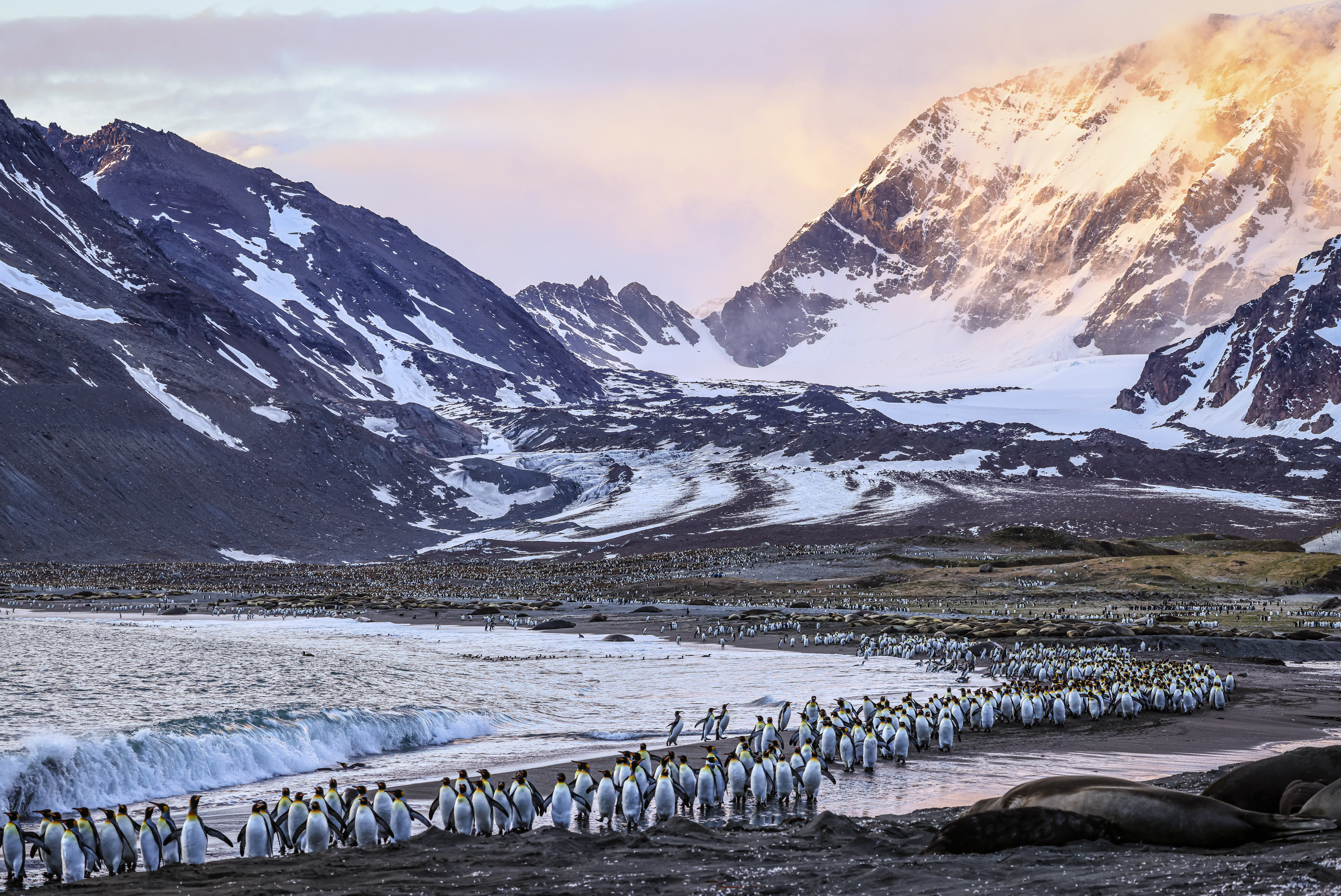 King Penguins Marching Along The Beach At Sunrise (Aptenodytes Patagonicus), St Andrew's Bay, South Georgia