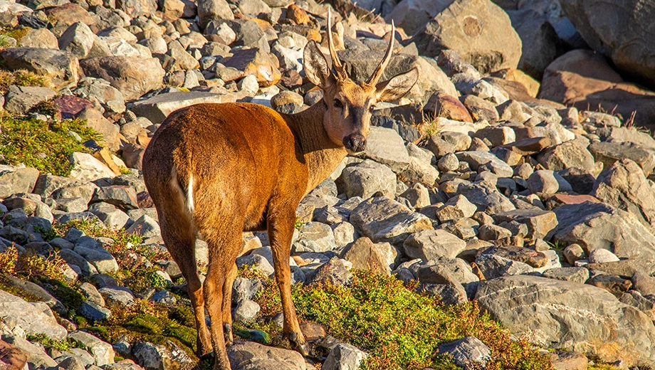 Huemul, Torres del Paine Huemul, Torres del Paine
