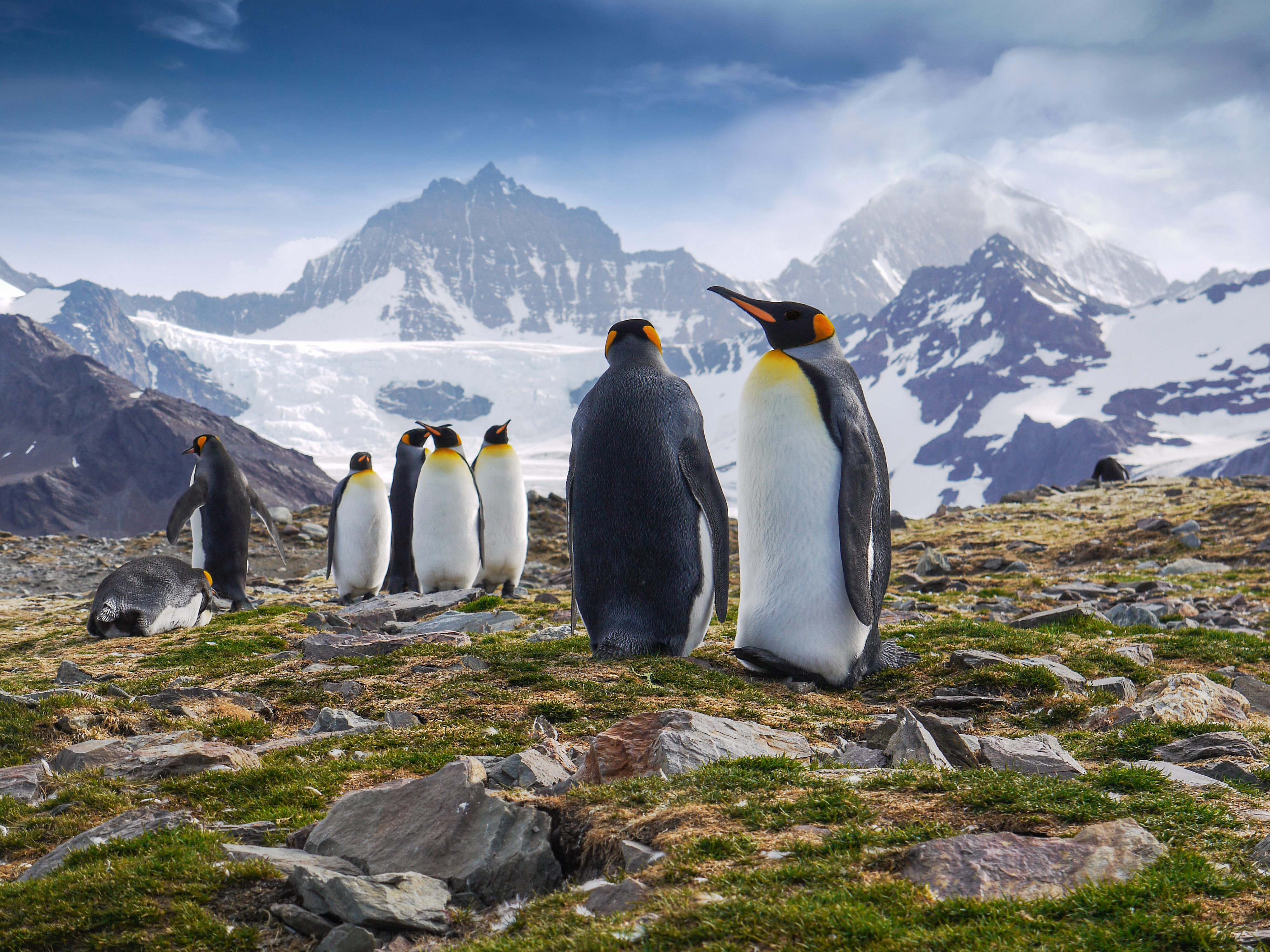 King Penguins During The Mating Season On South Georgia Island In The South Atlantic Ocean.