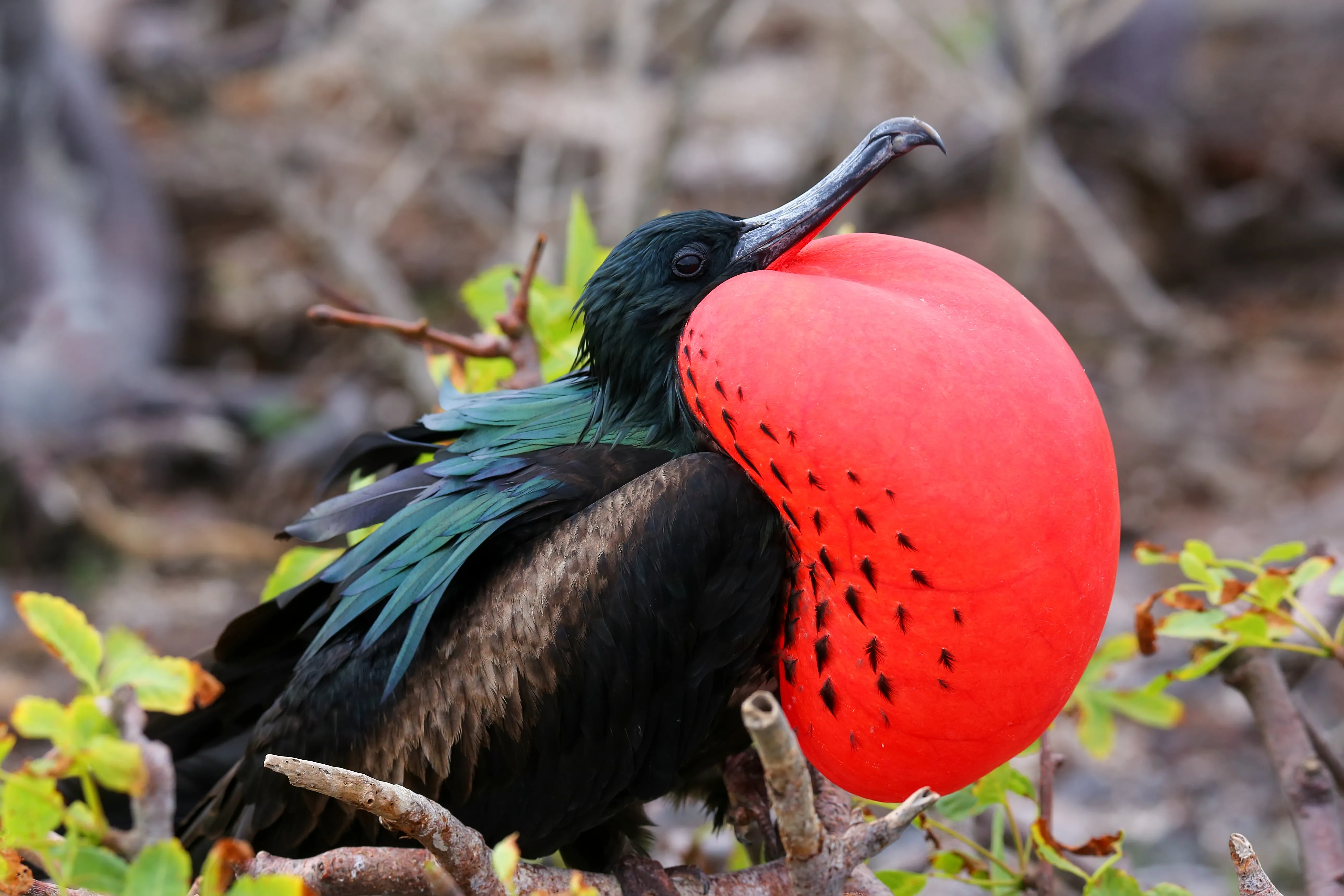 Male Great Frigatebird On Genovesa Island, Male Great Frigatebird On Genovesa Island,