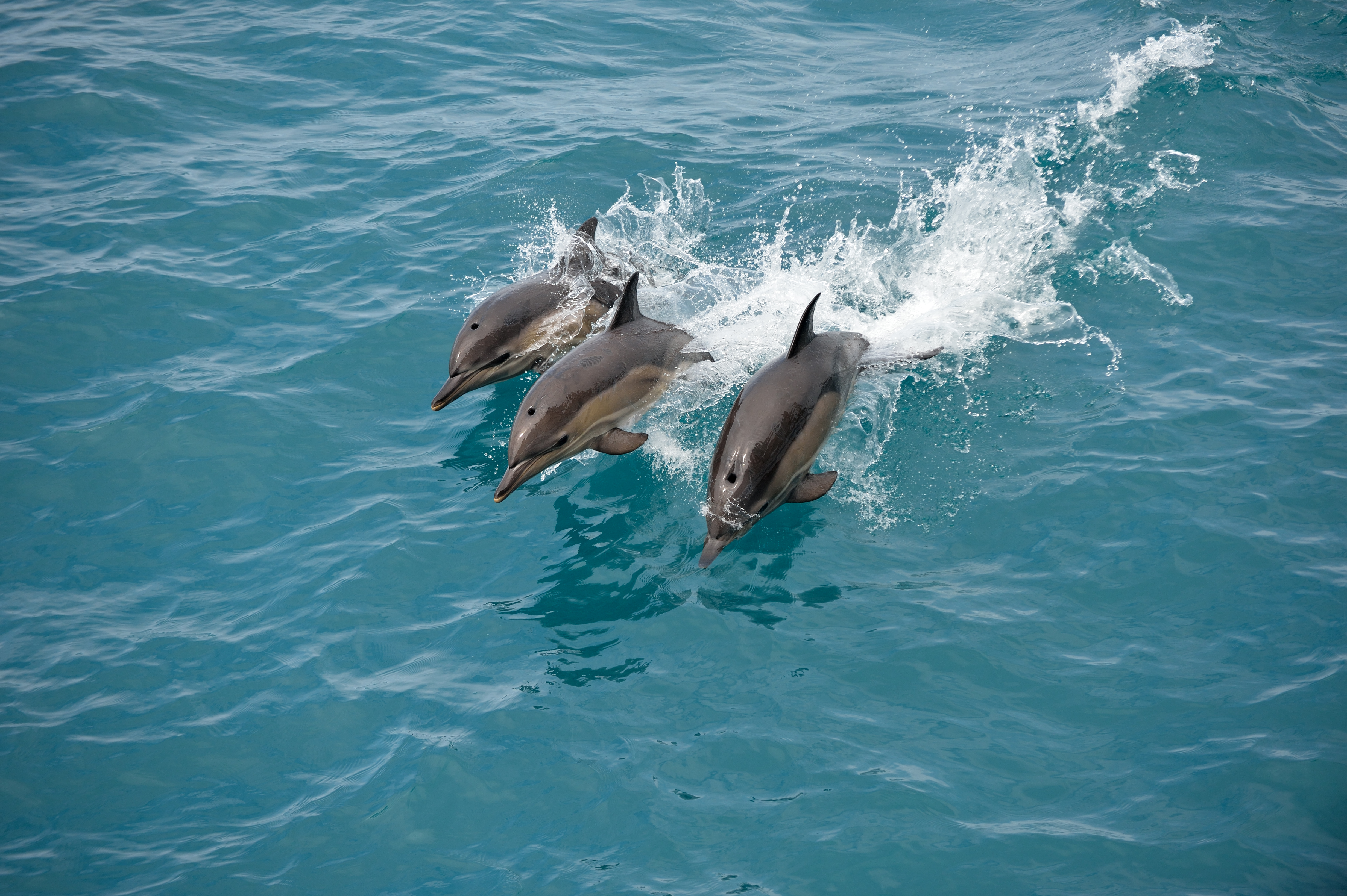 Caribbean Dolphins Caribbean Dolphins